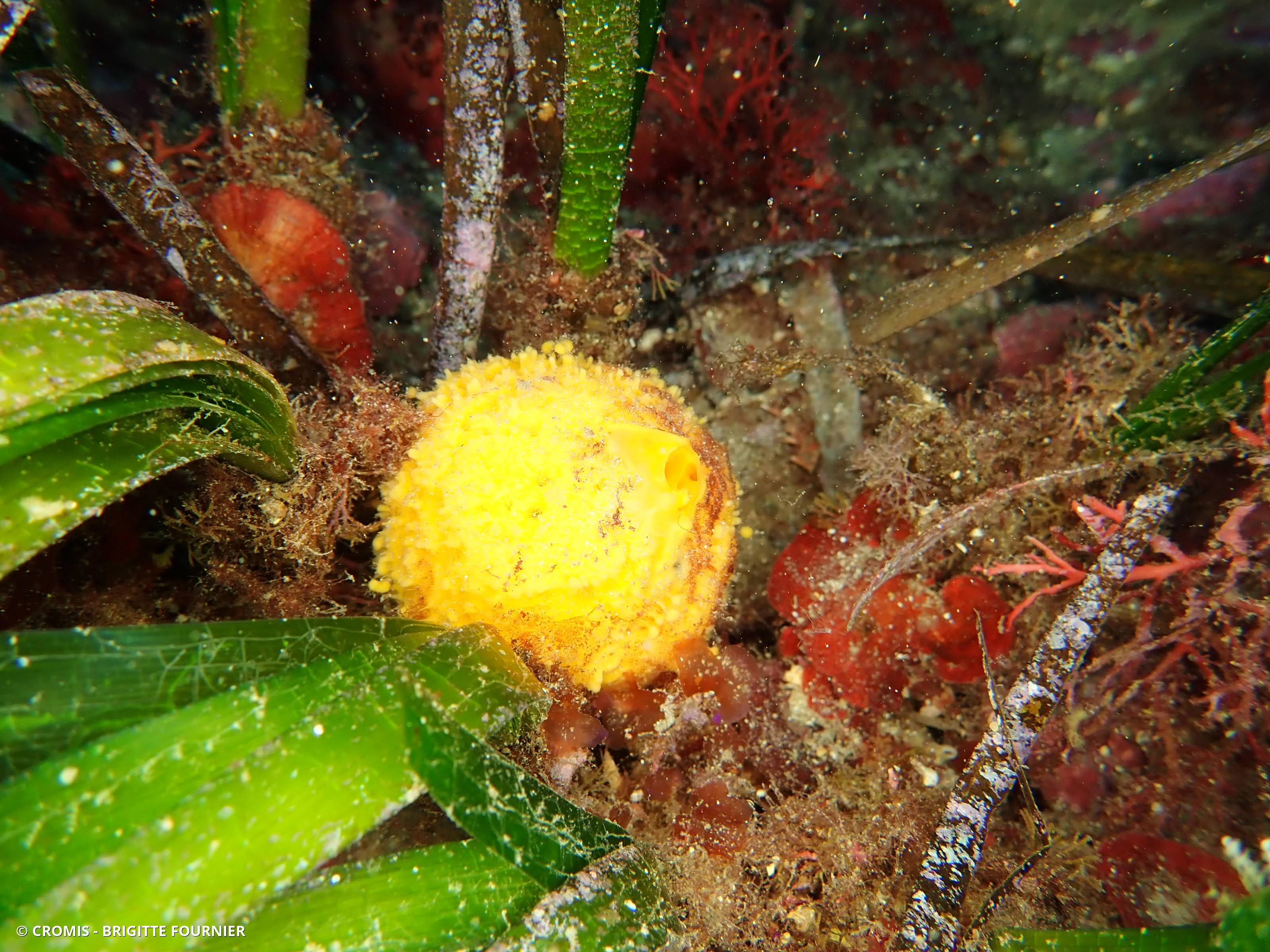 Orange de mer de Méditerranée