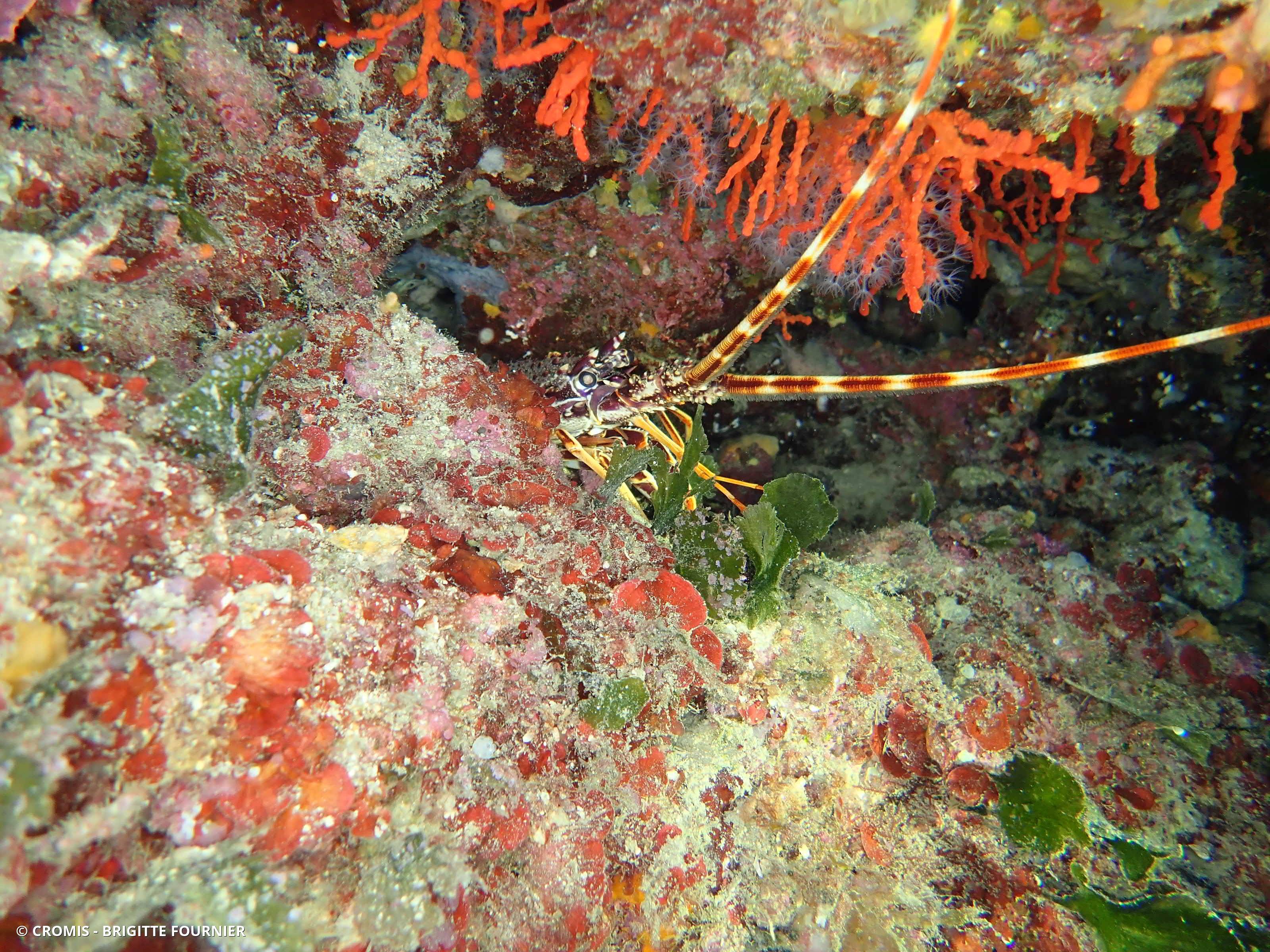 Langouste rouge