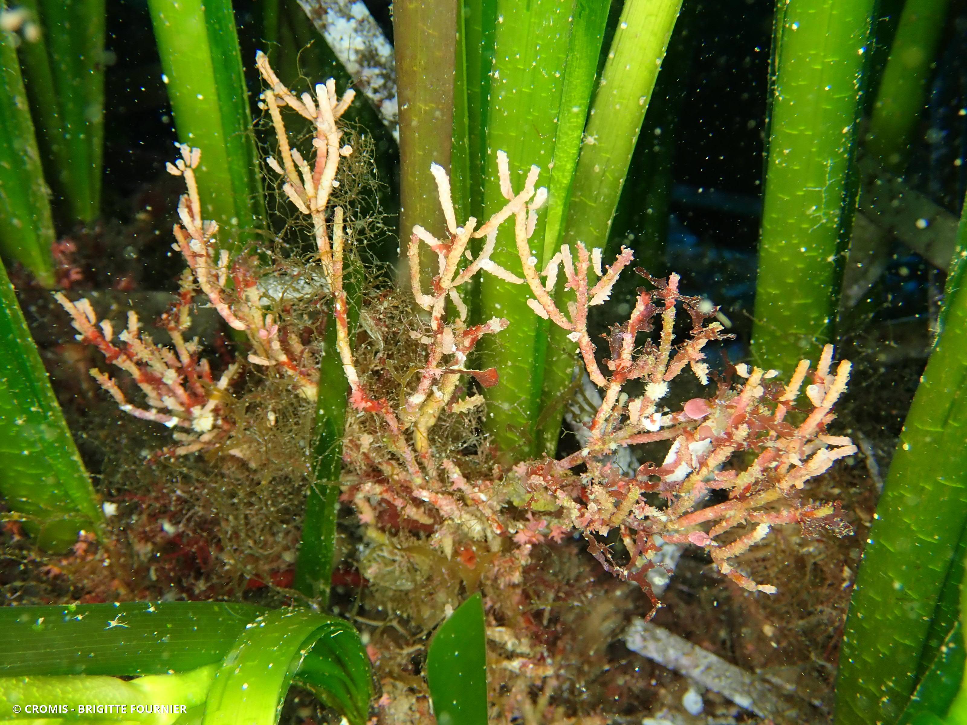 Bryozoaire cactus-cierge