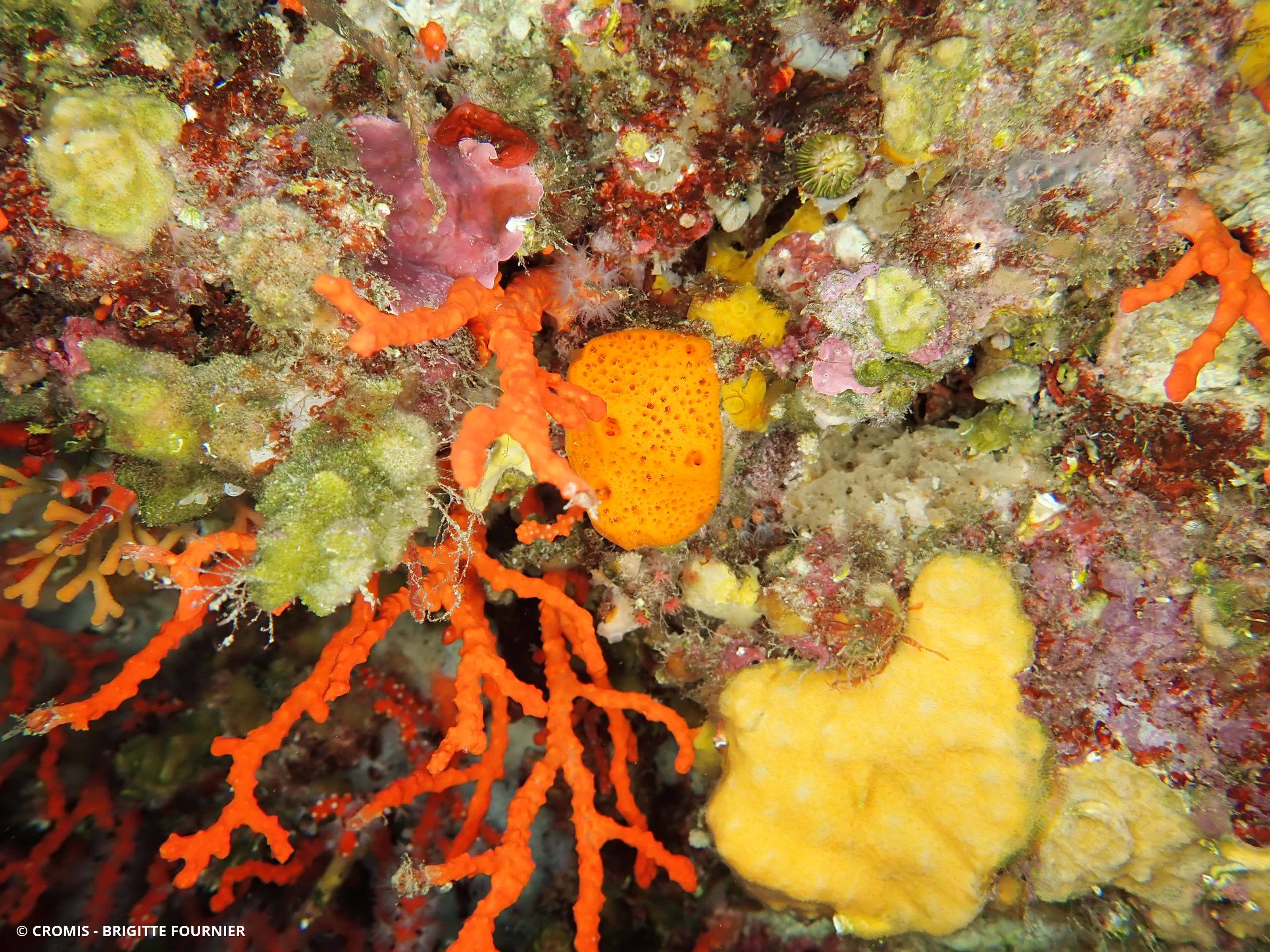 Haliclone orange