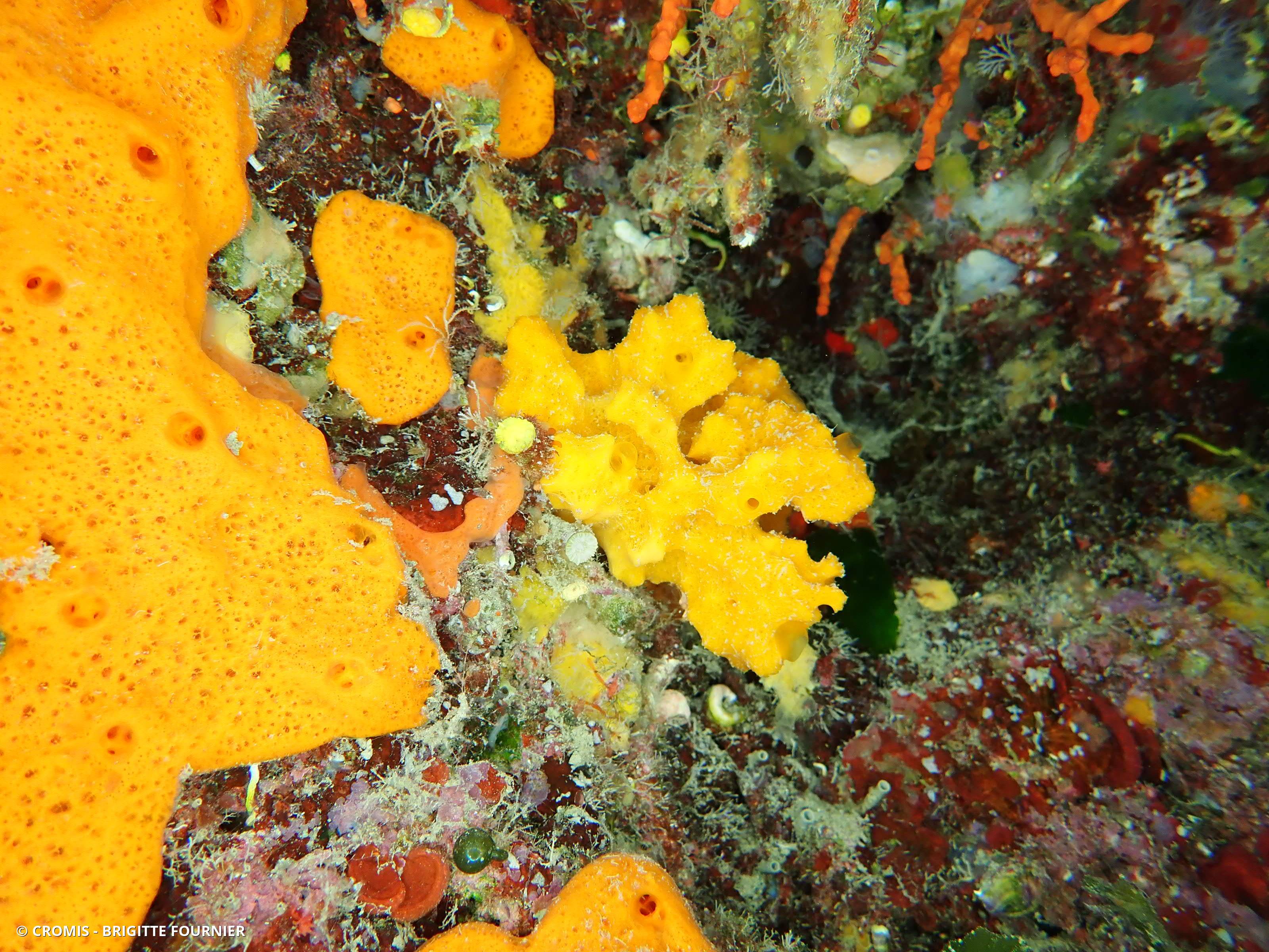 Eponge épineuse orange
