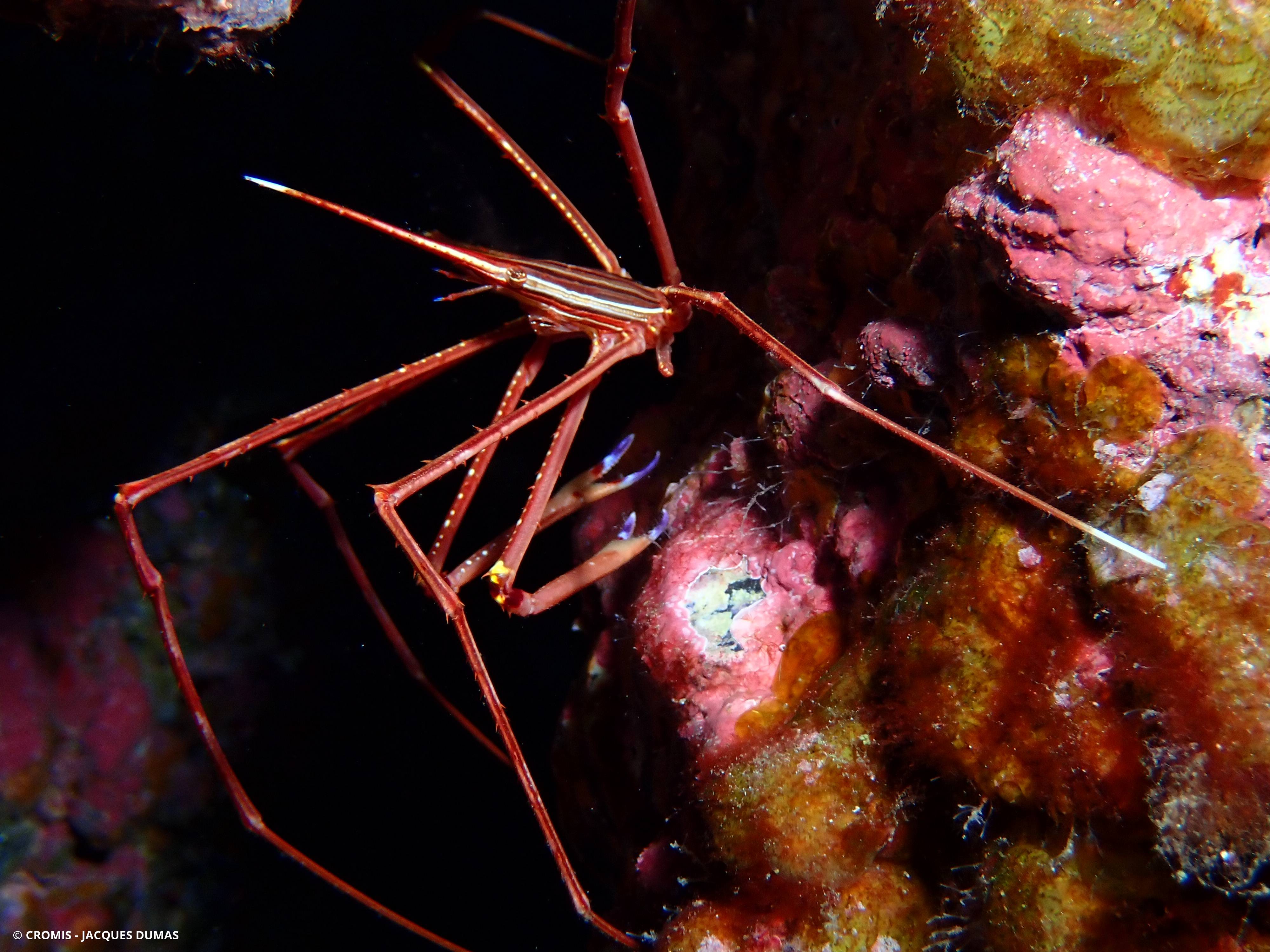 Crabe flêche macaronésien