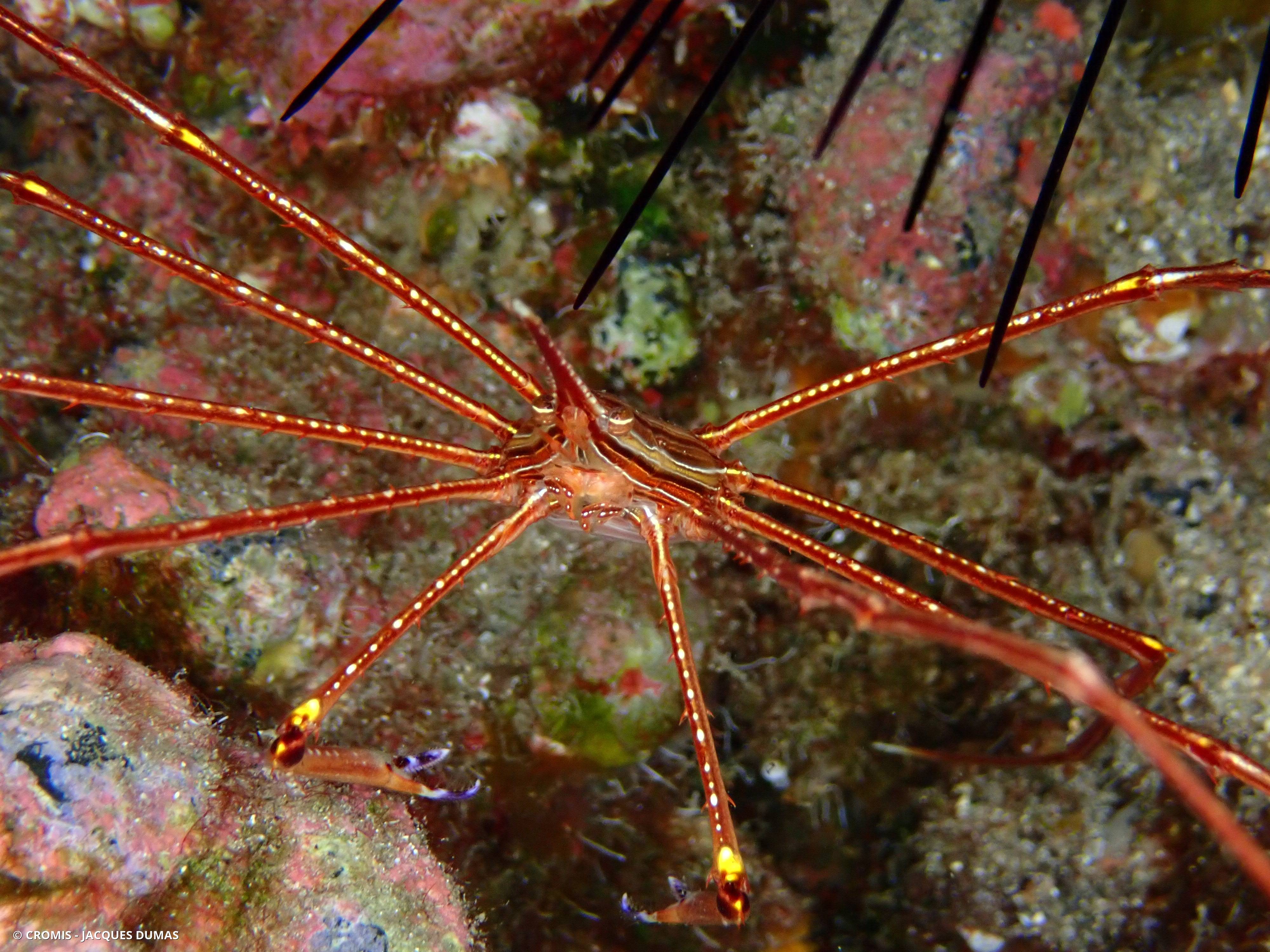 Crabe flêche macaronésien