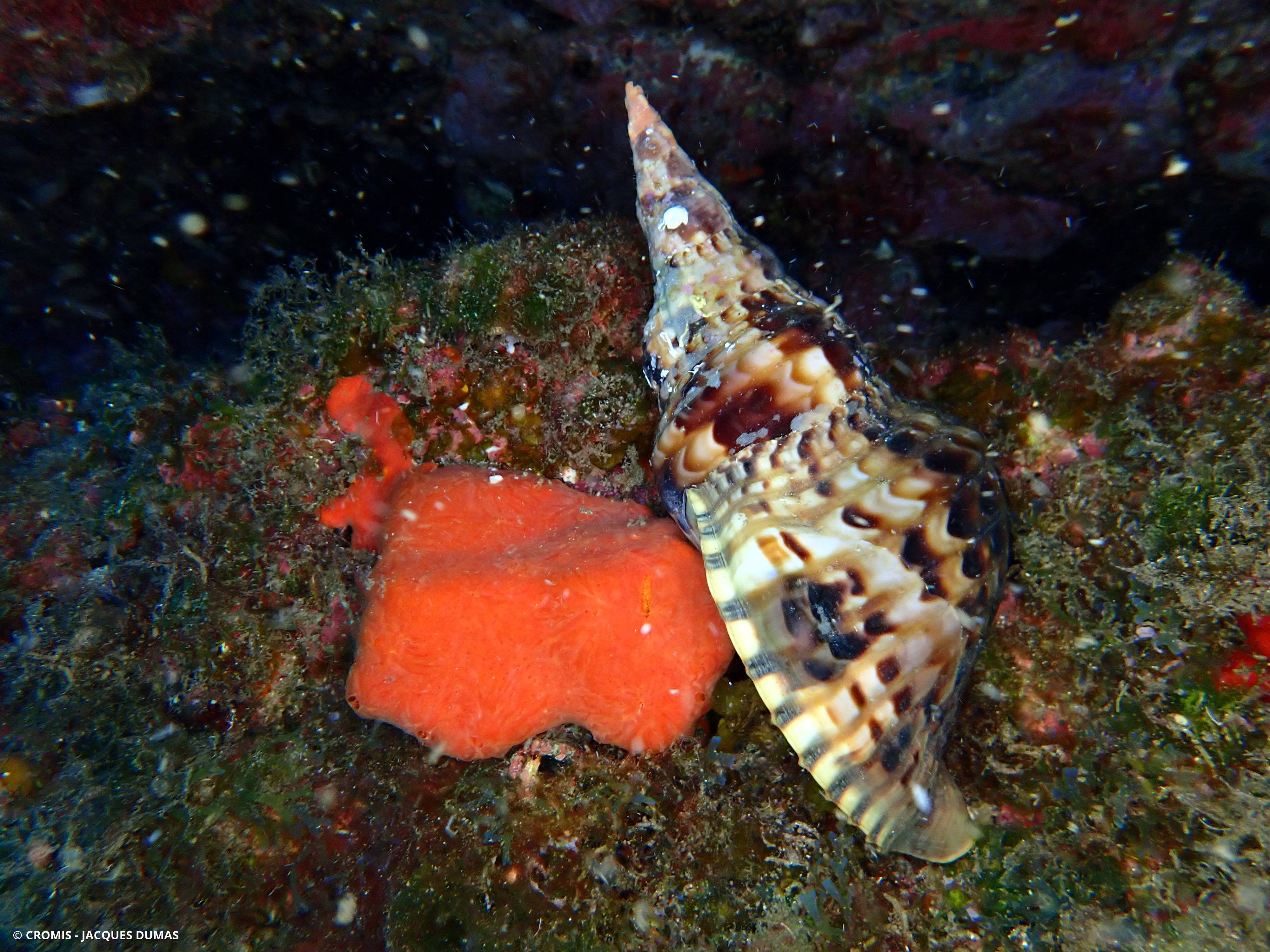 Triton dentelé