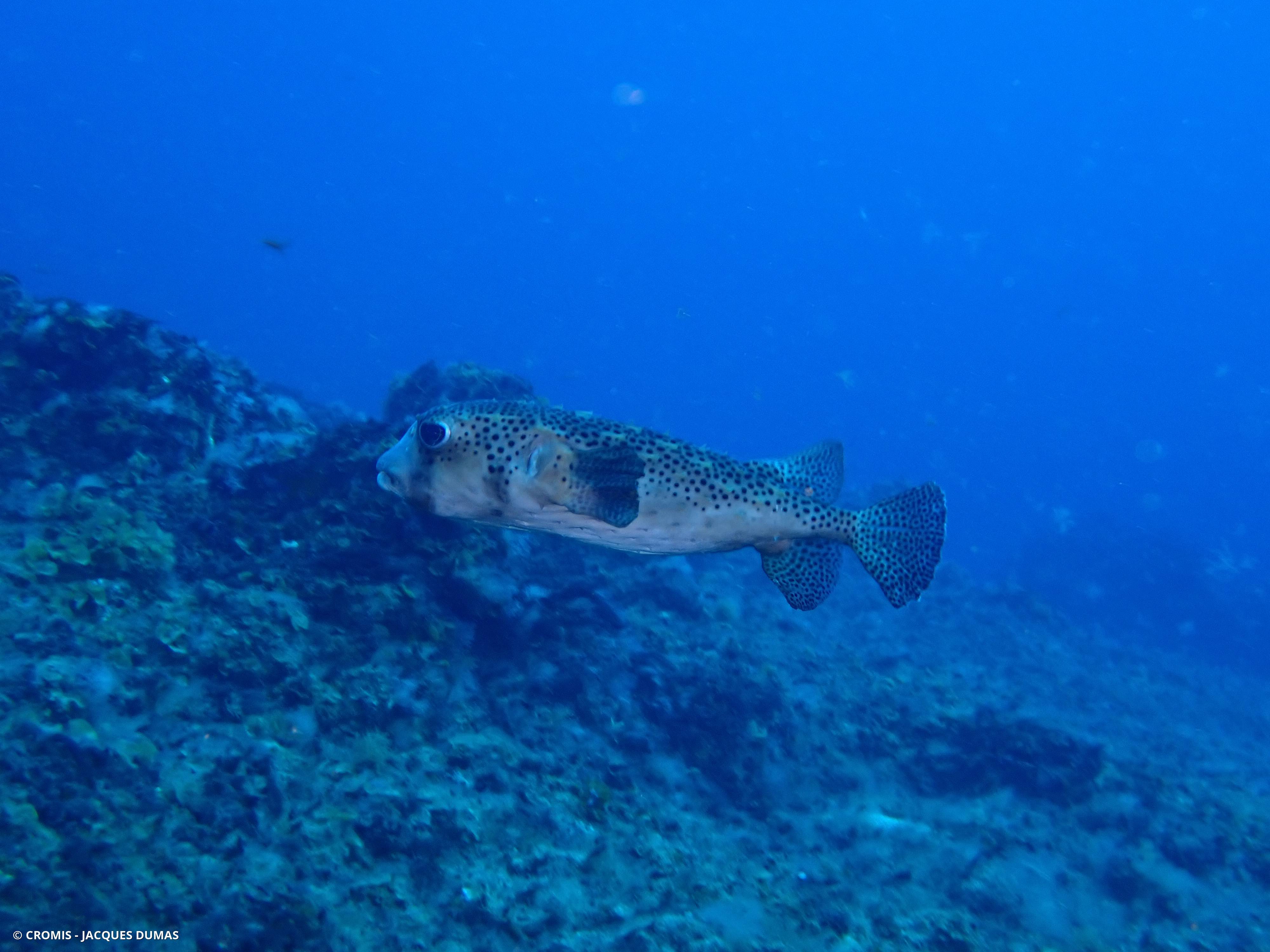 Poisson-hérisson ponctué