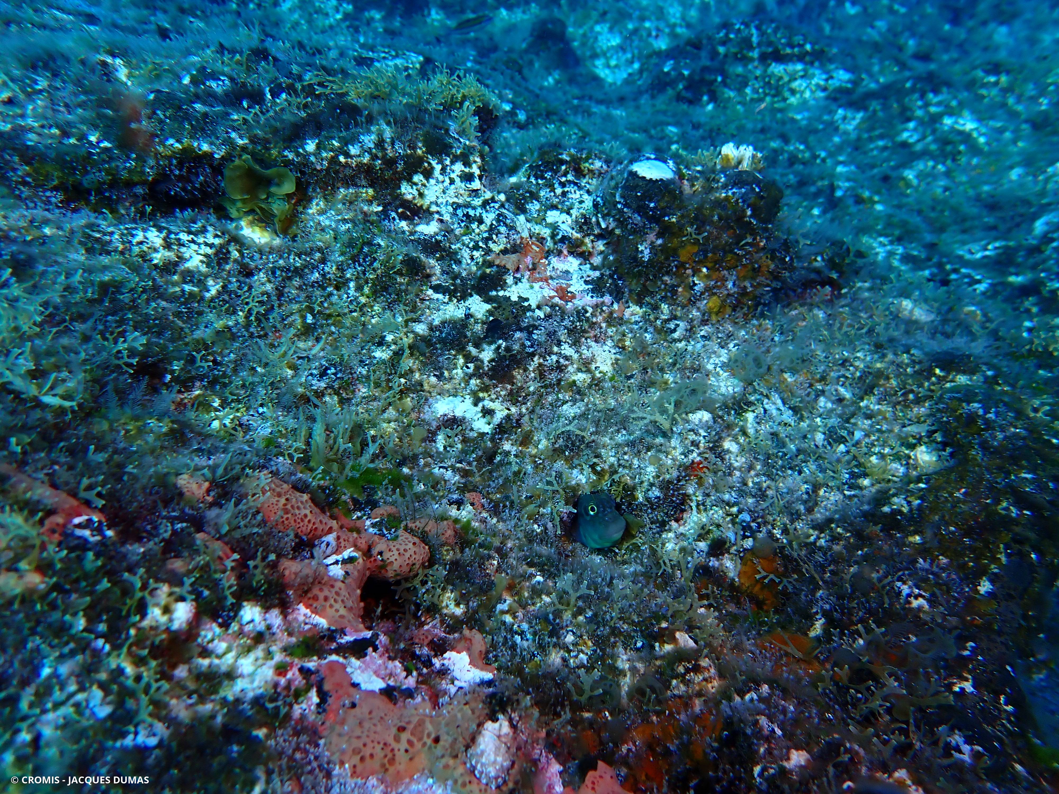 Blennie à lèvre rouge