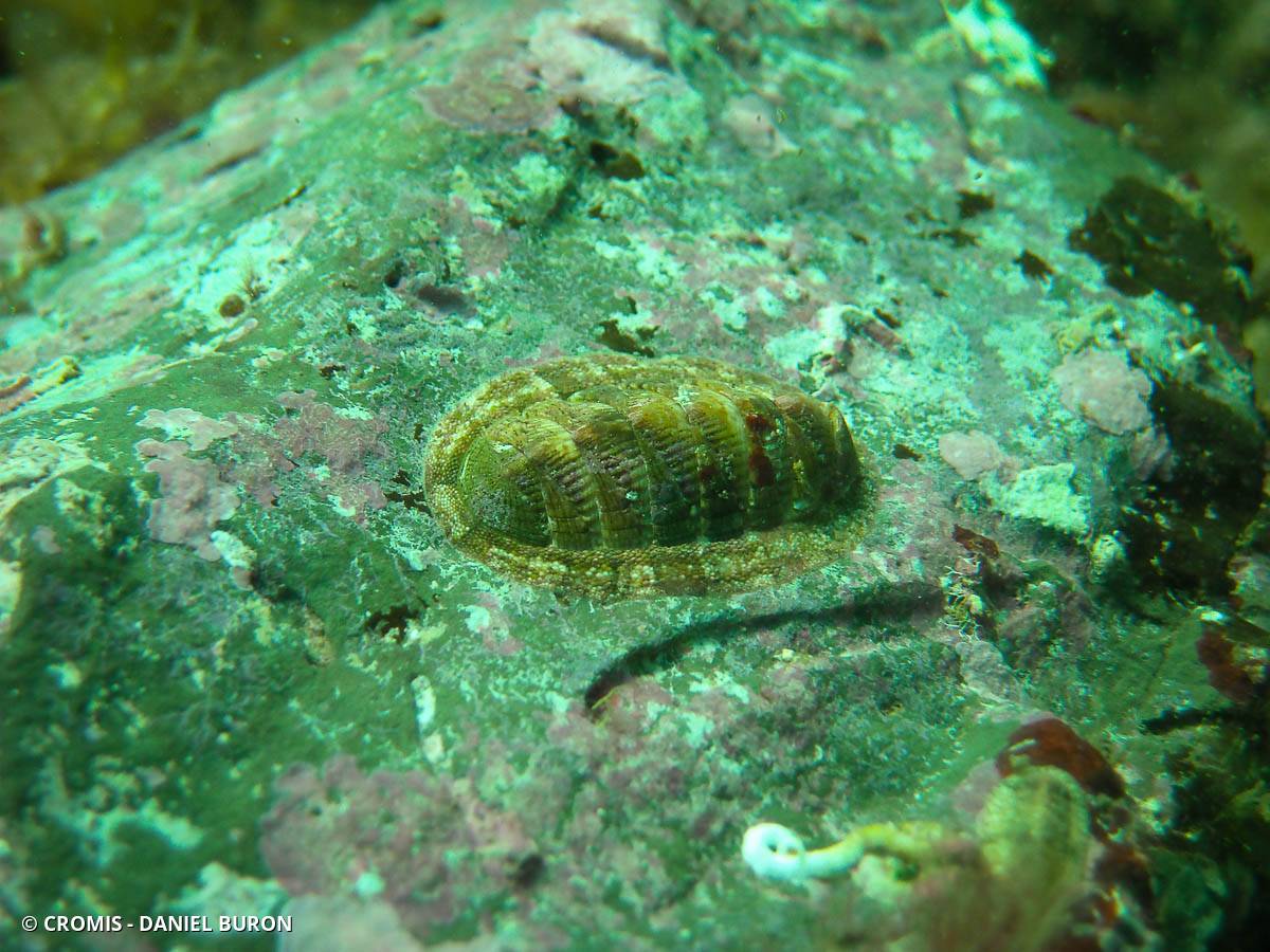 Chiton vert