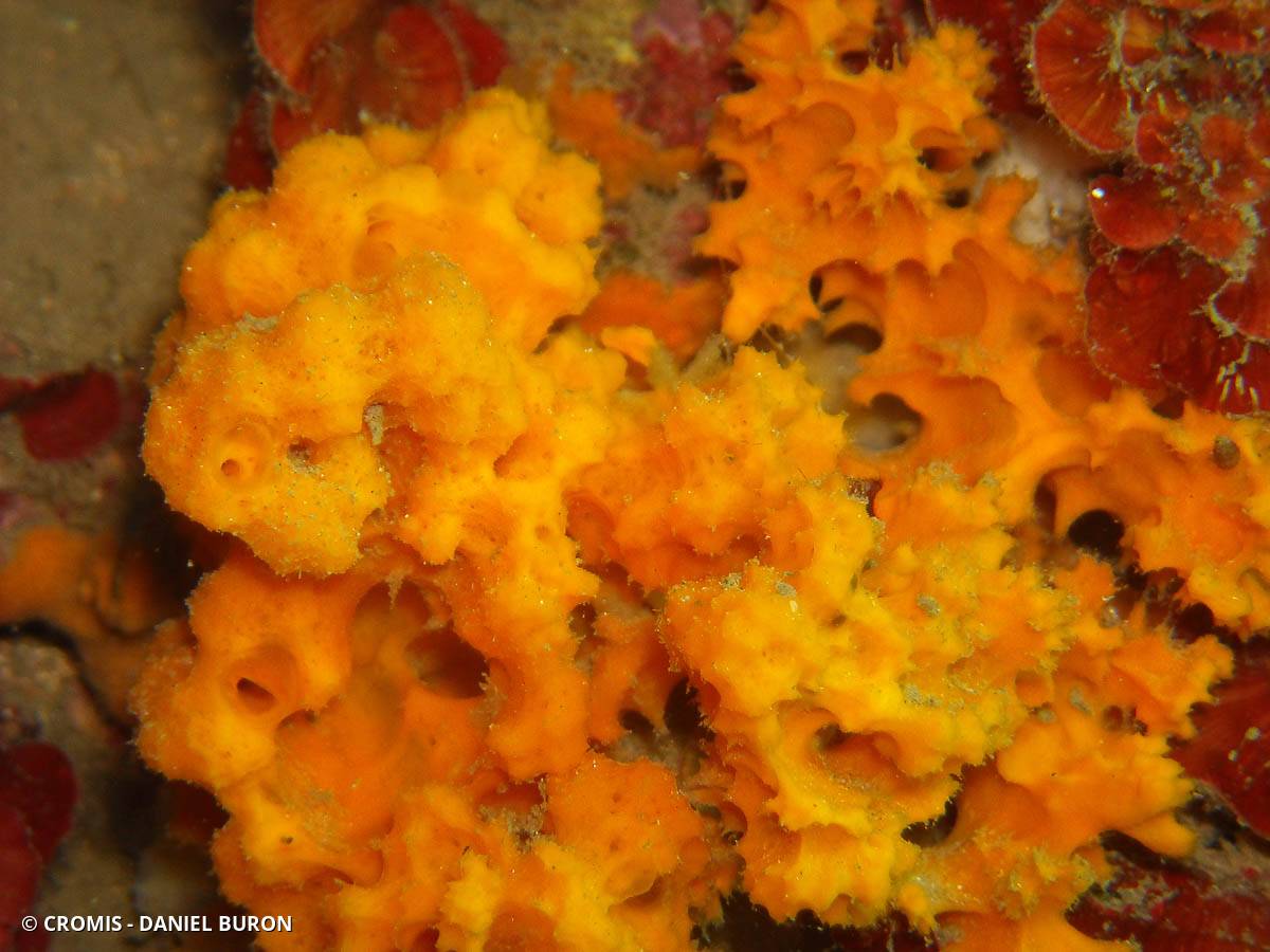 Eponge épineuse orange