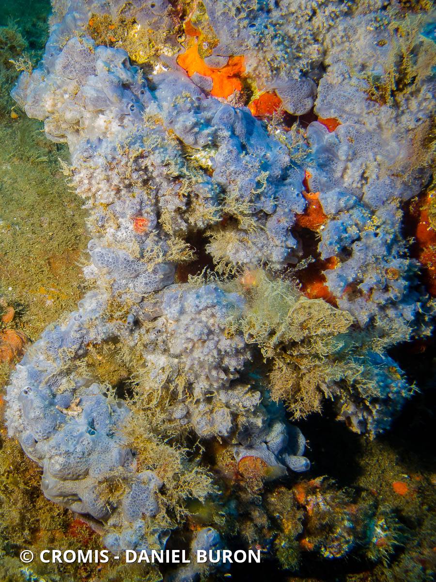 Eponge encroûtante bleuâtre