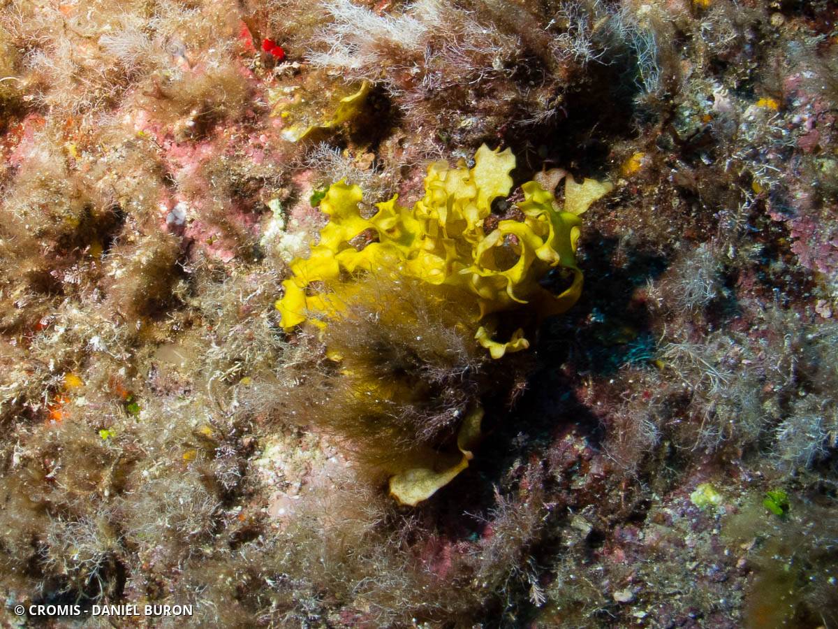 Feuille de Solier