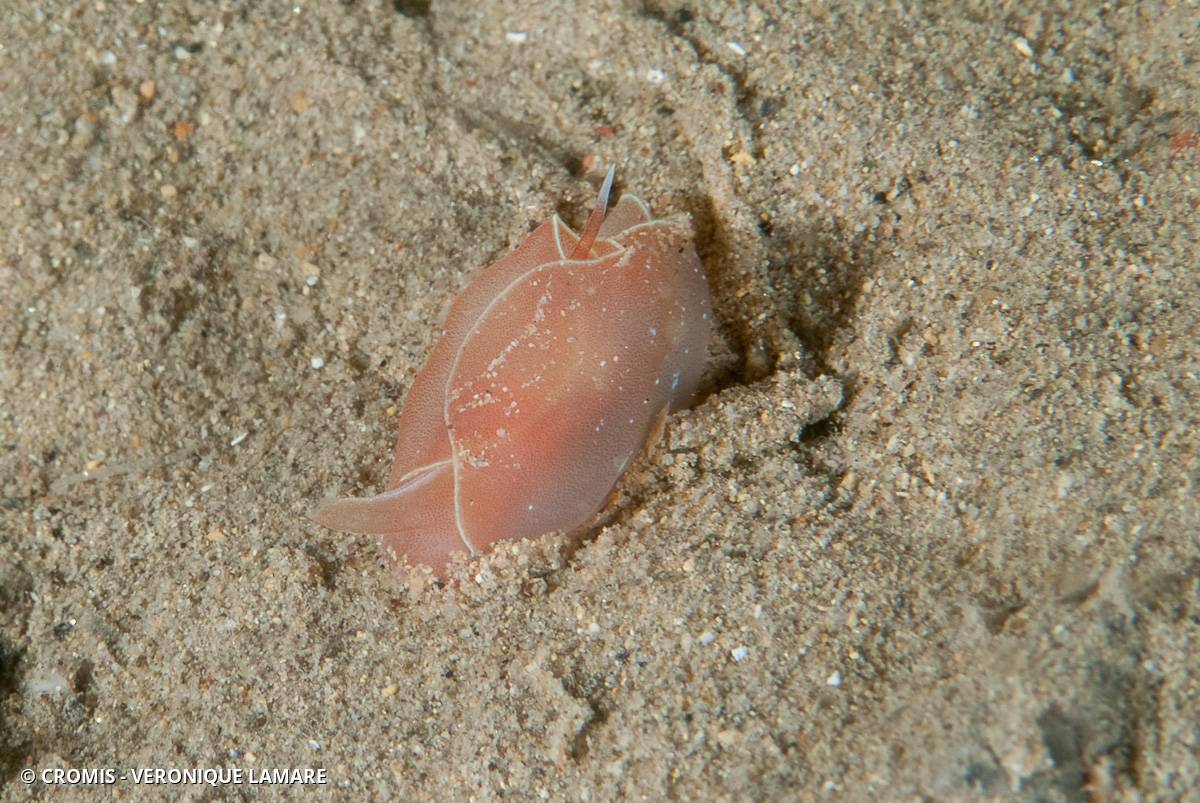 Gastroptéron rouge