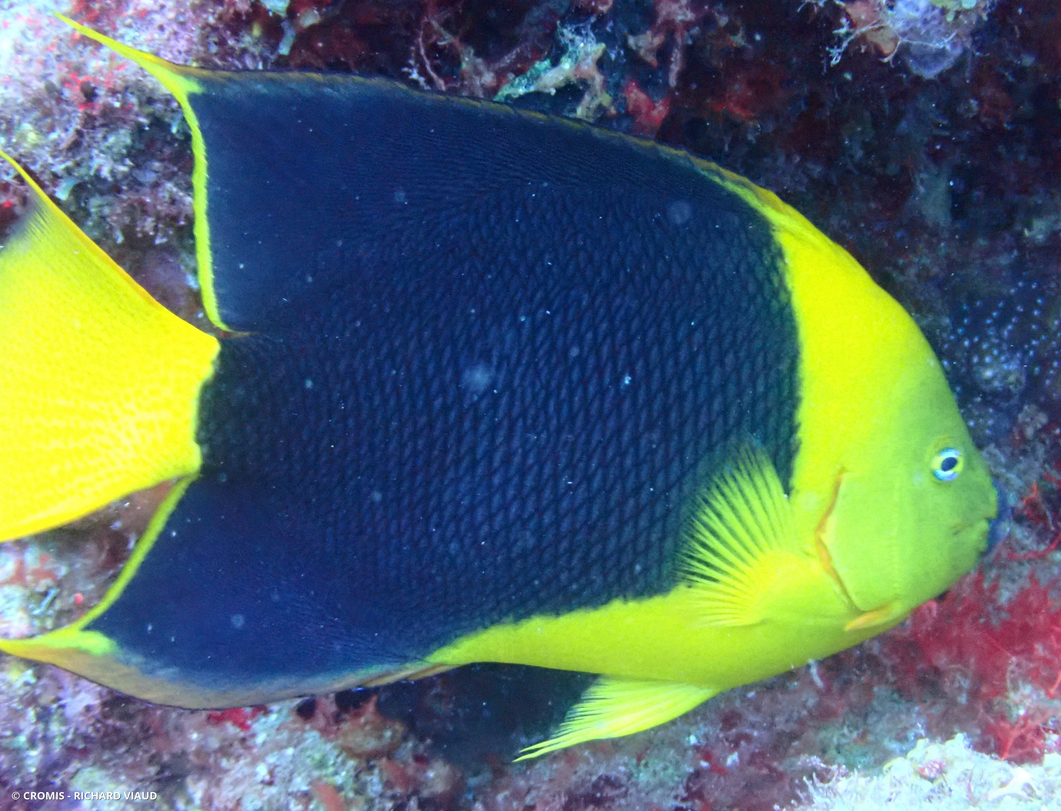 Ange des Caraïbes