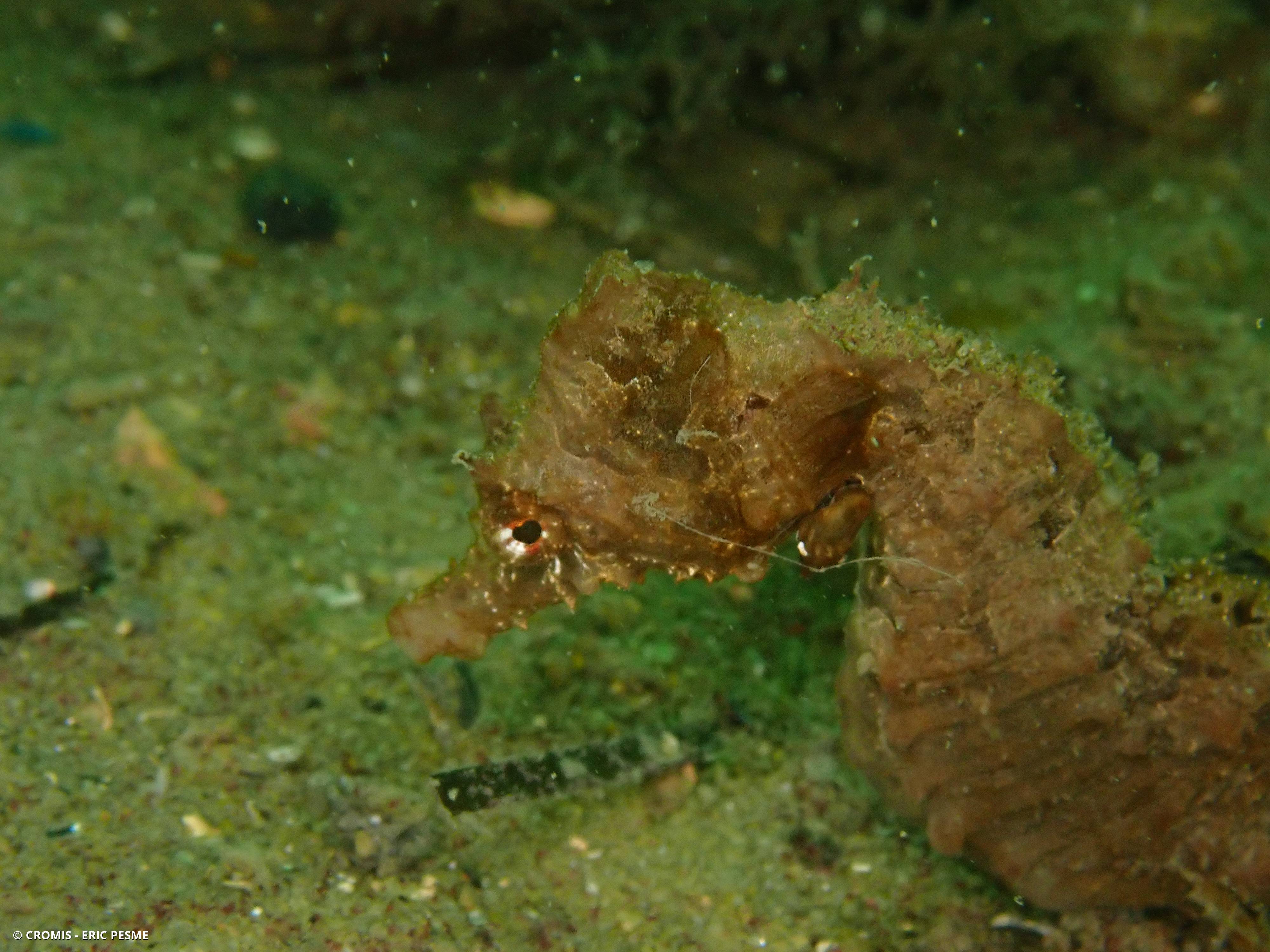 Hippocampe à museau court