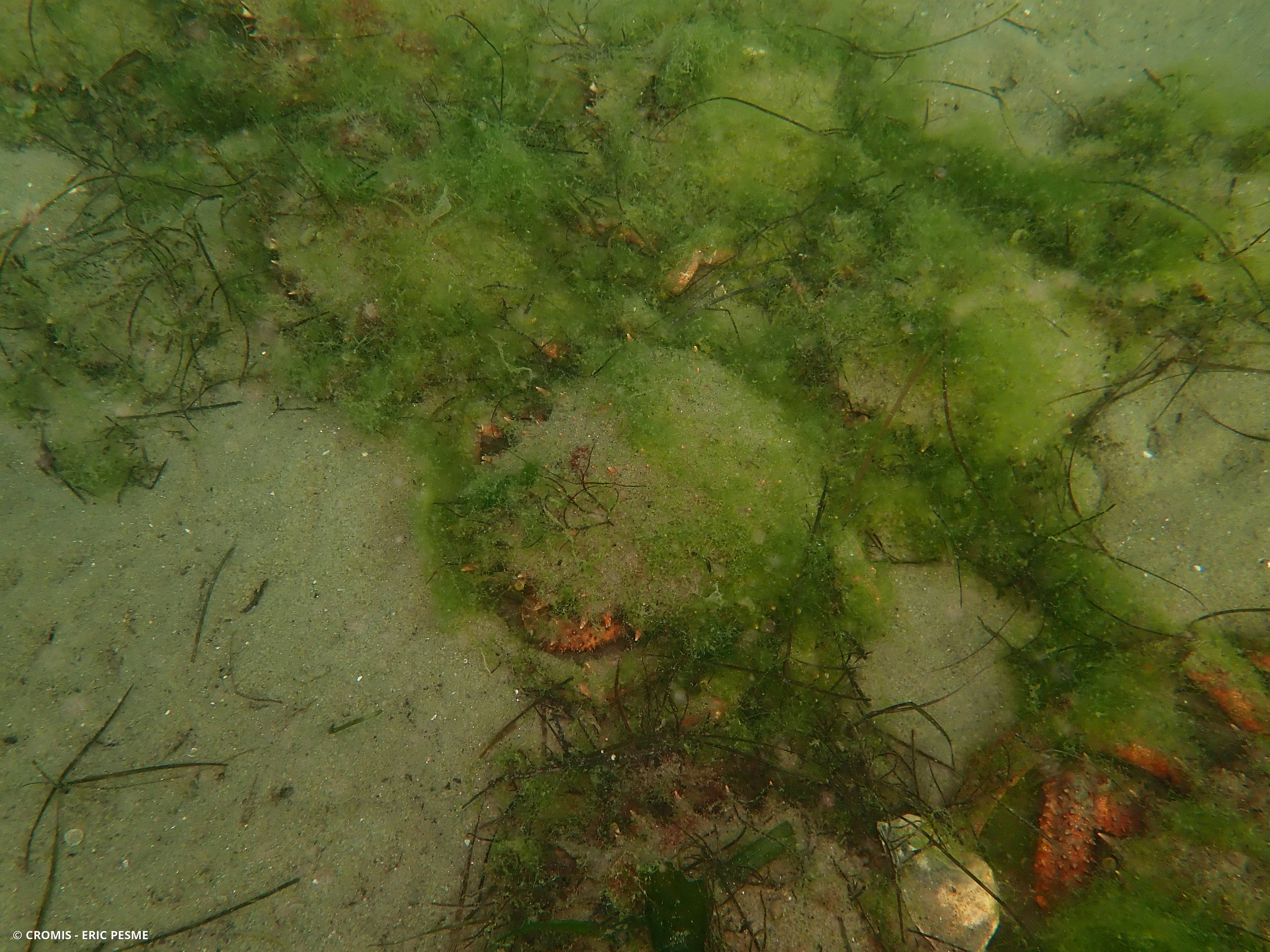 Araignée de mer Atlantique