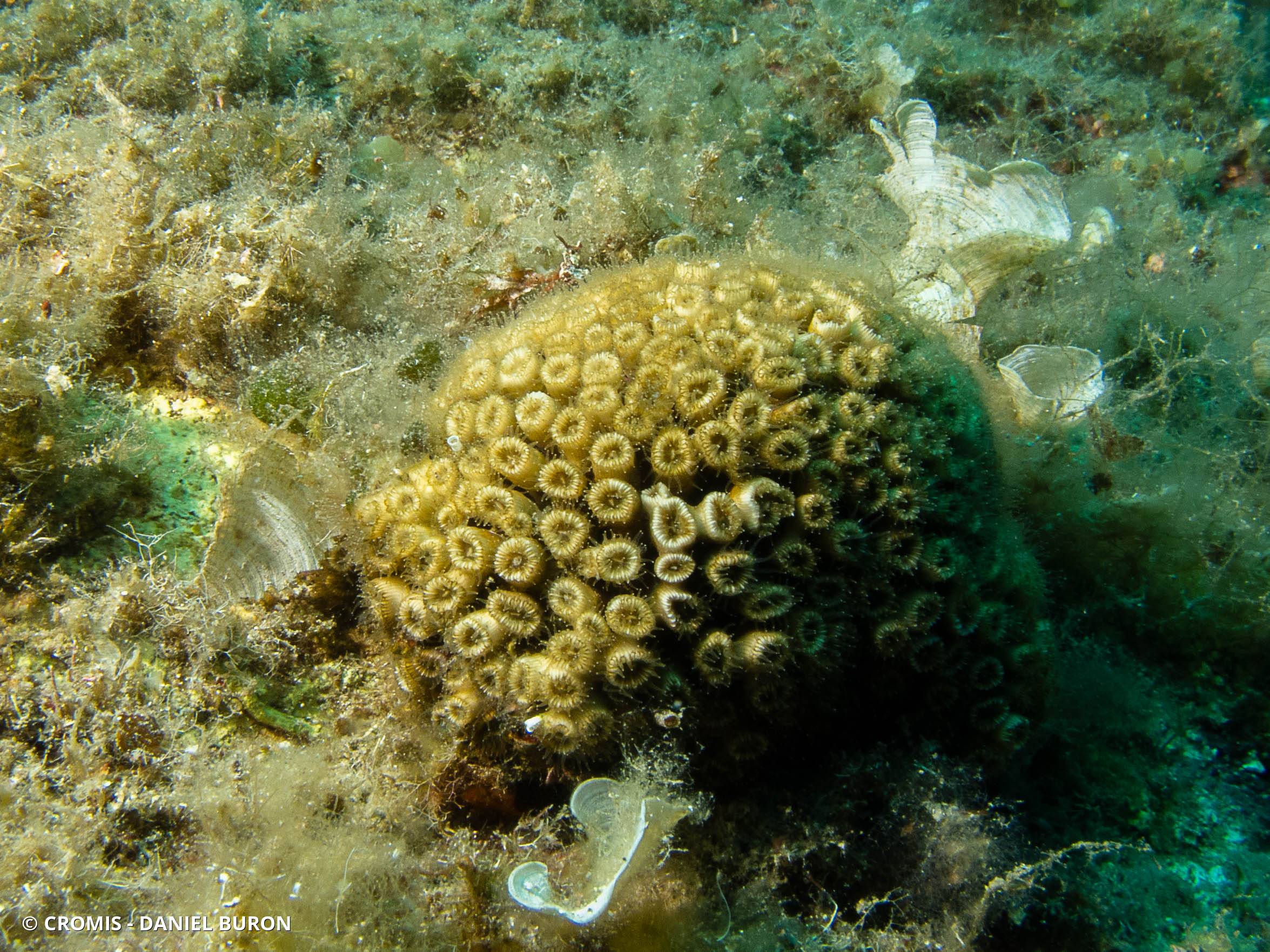 Cladocore en touffe