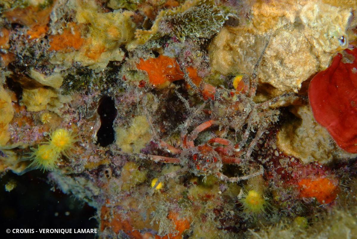 Araignée de mer ridée