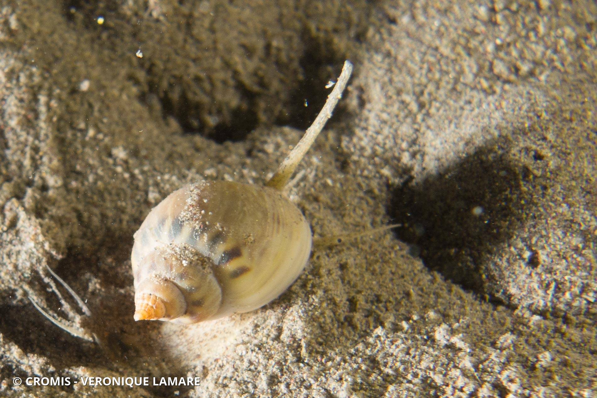 Noisette de mer