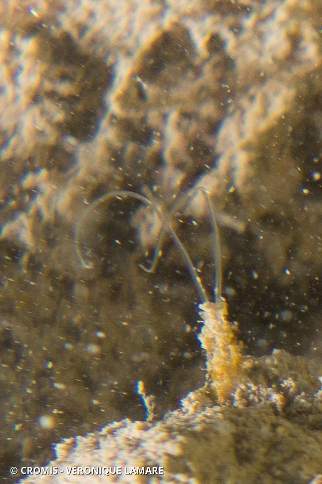 Phyllochaetoptère