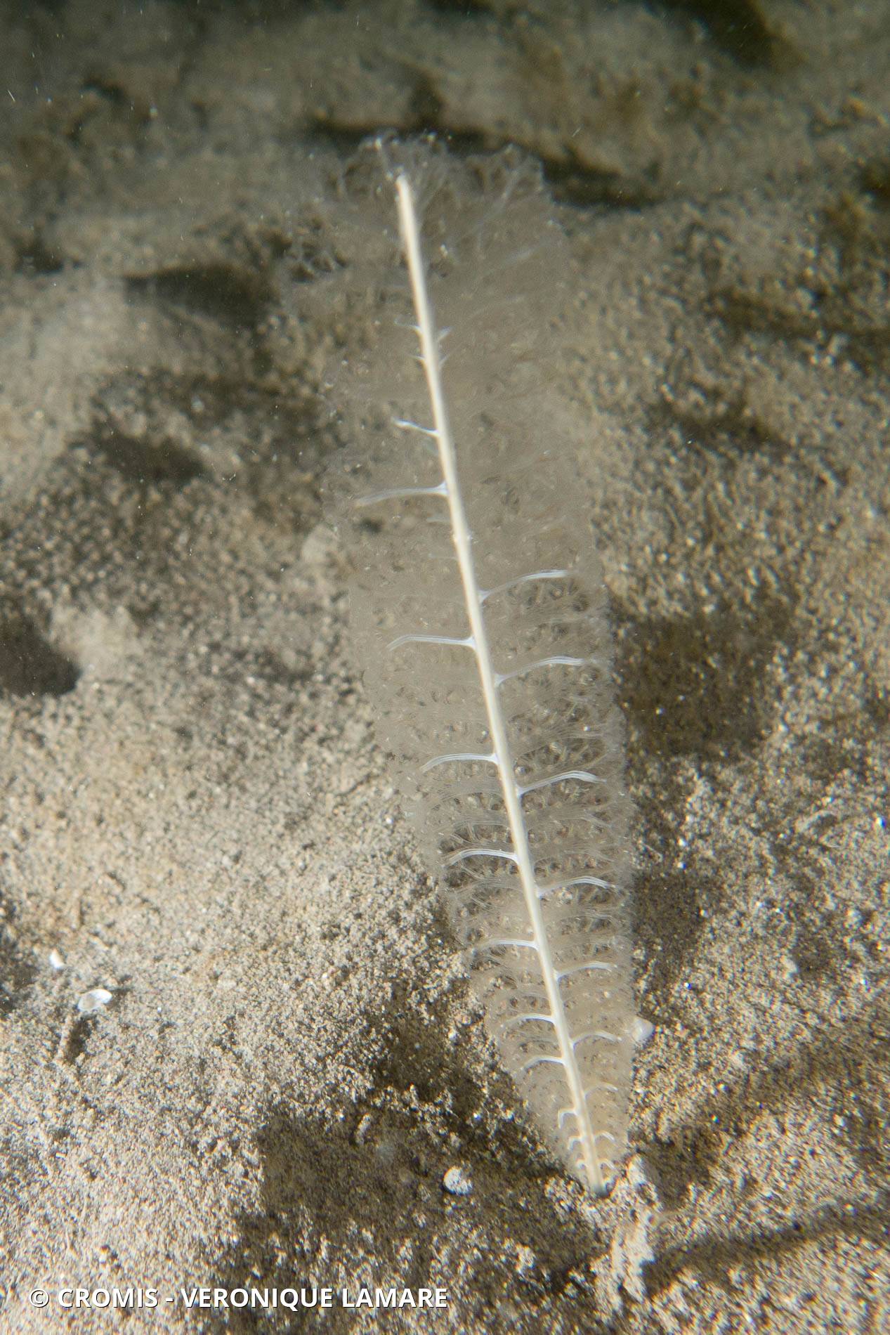 Plume élégante