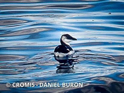 Pingouin torda