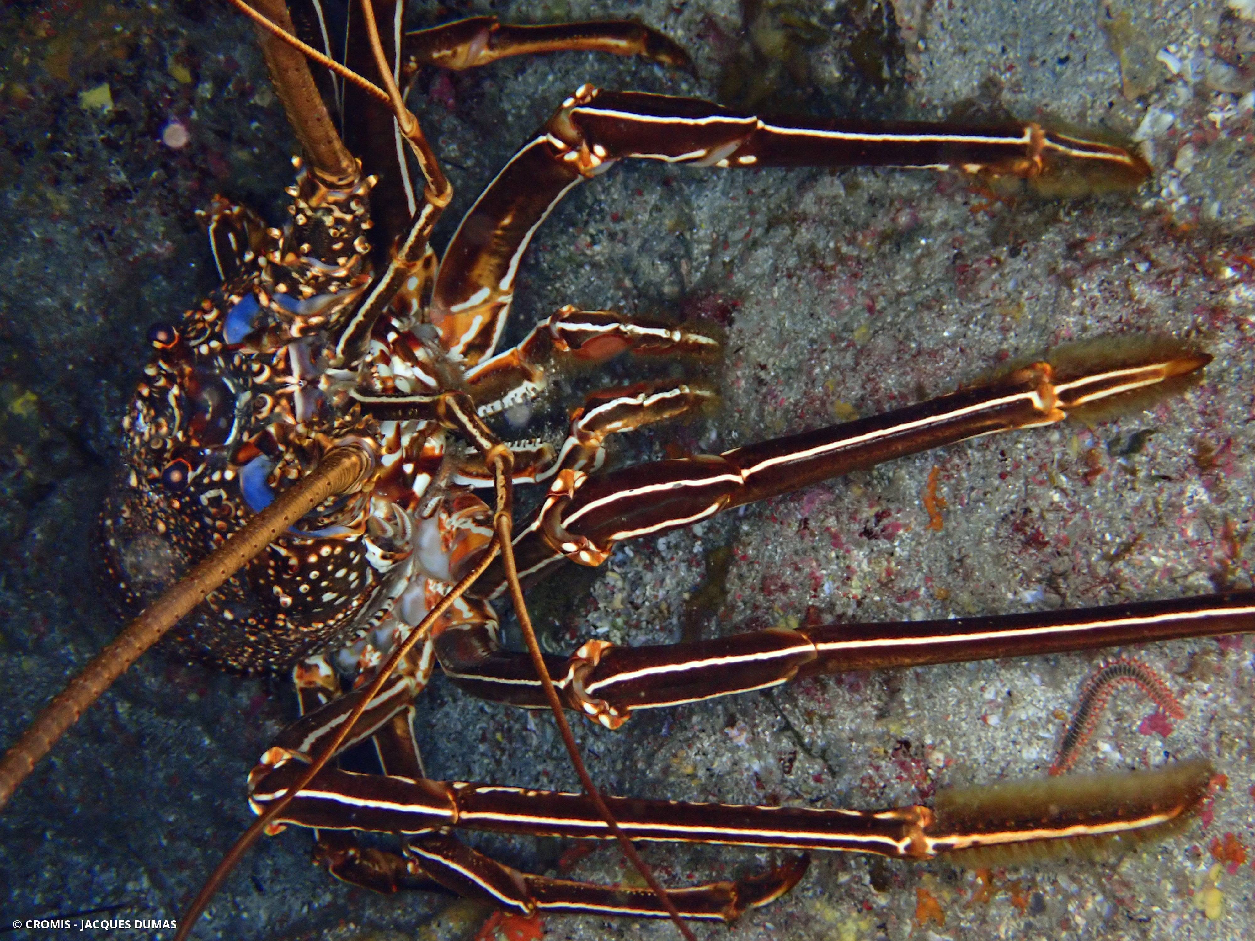 Langouste marron