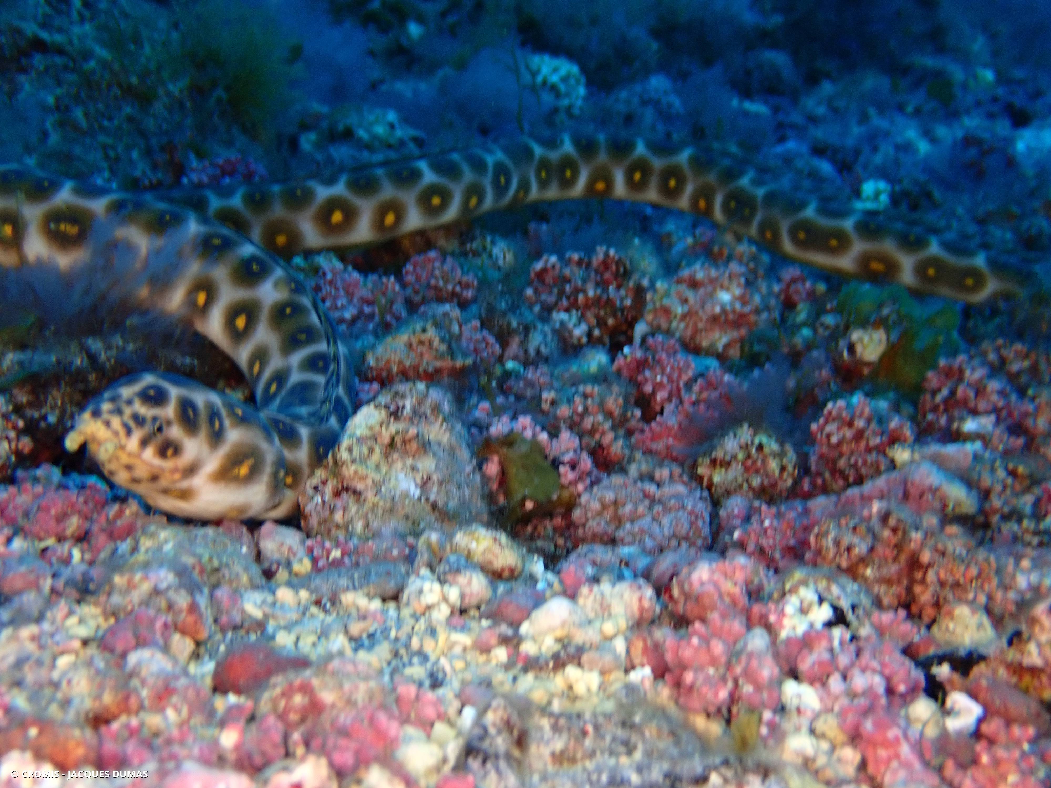 Serpentine léopard