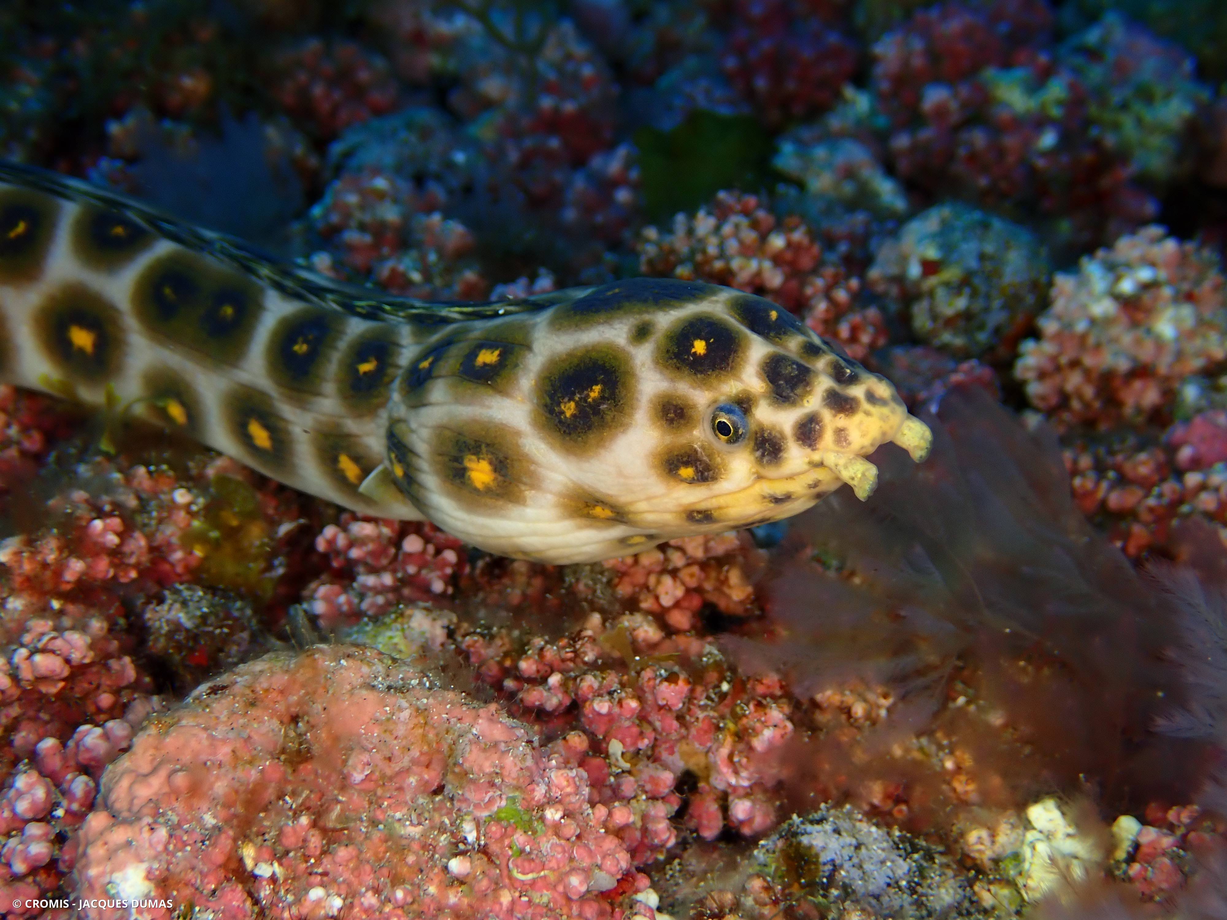 Serpentine léopard