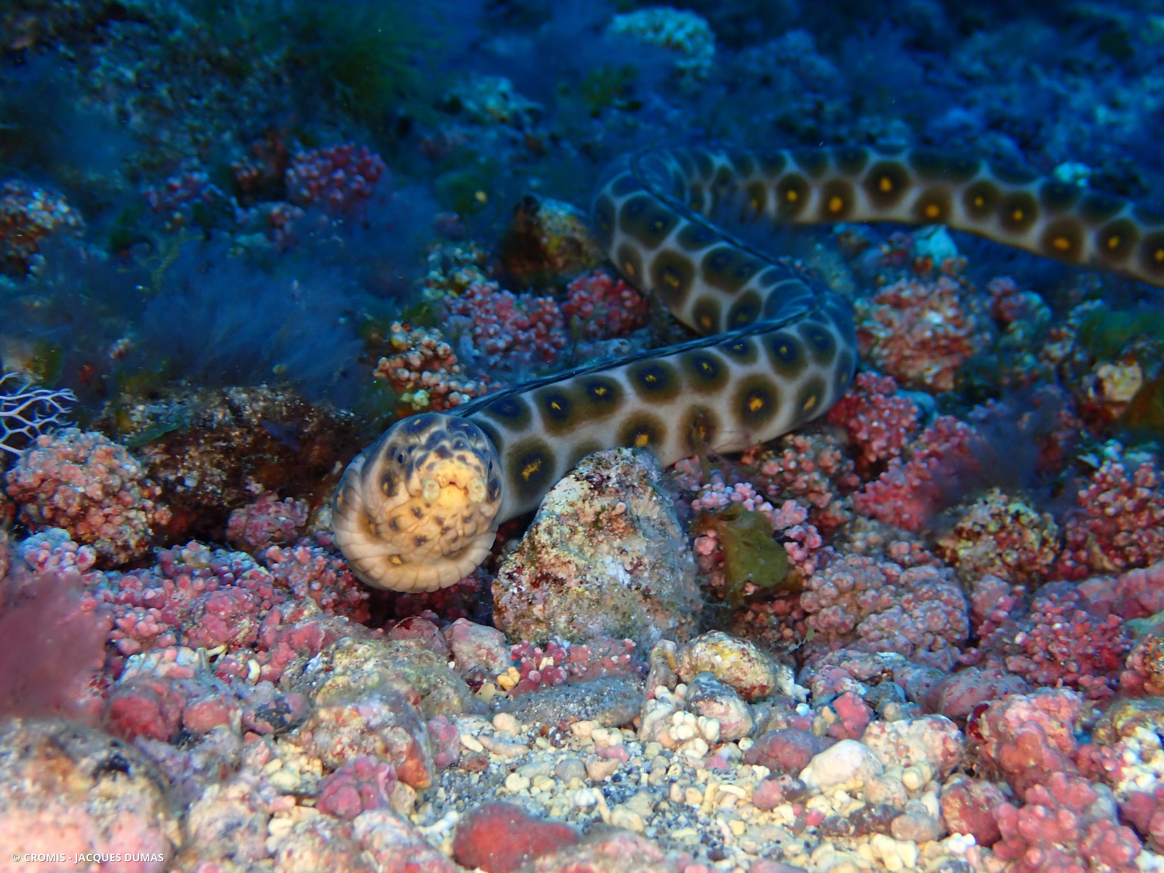 Serpentine léopard