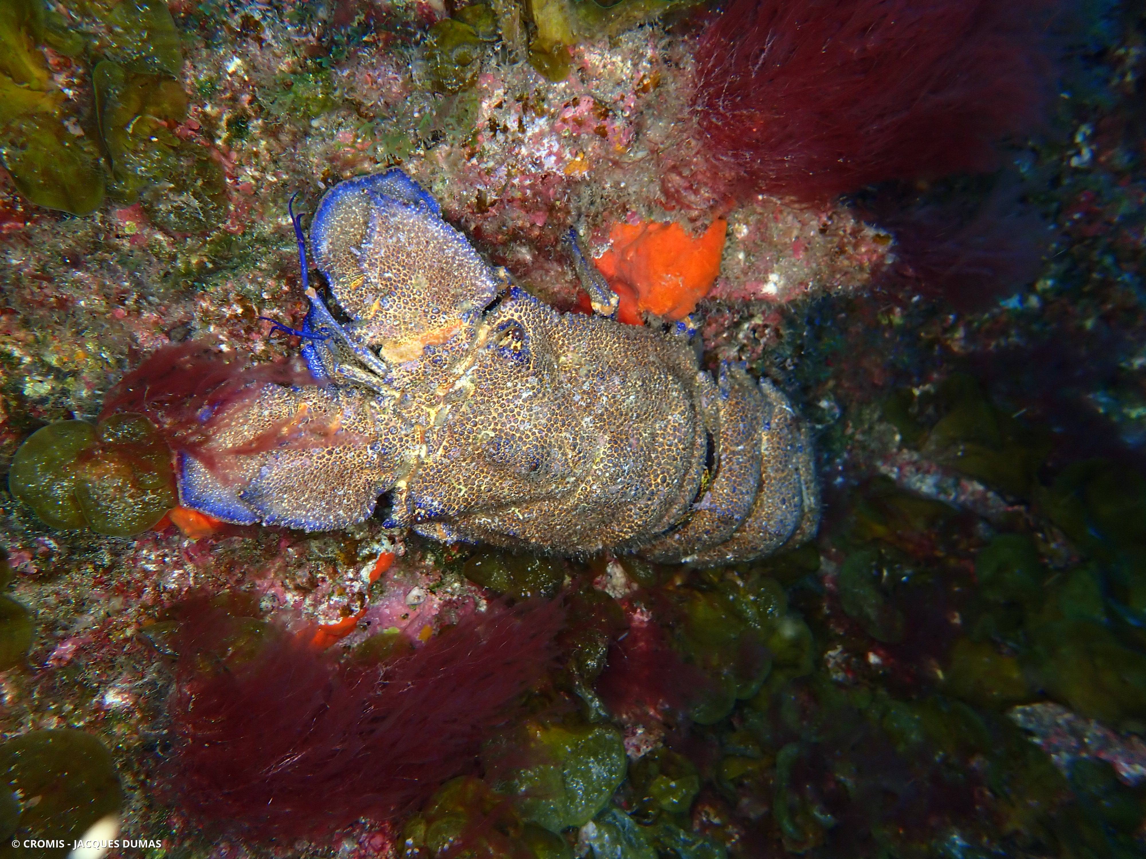 Grande cigale de mer