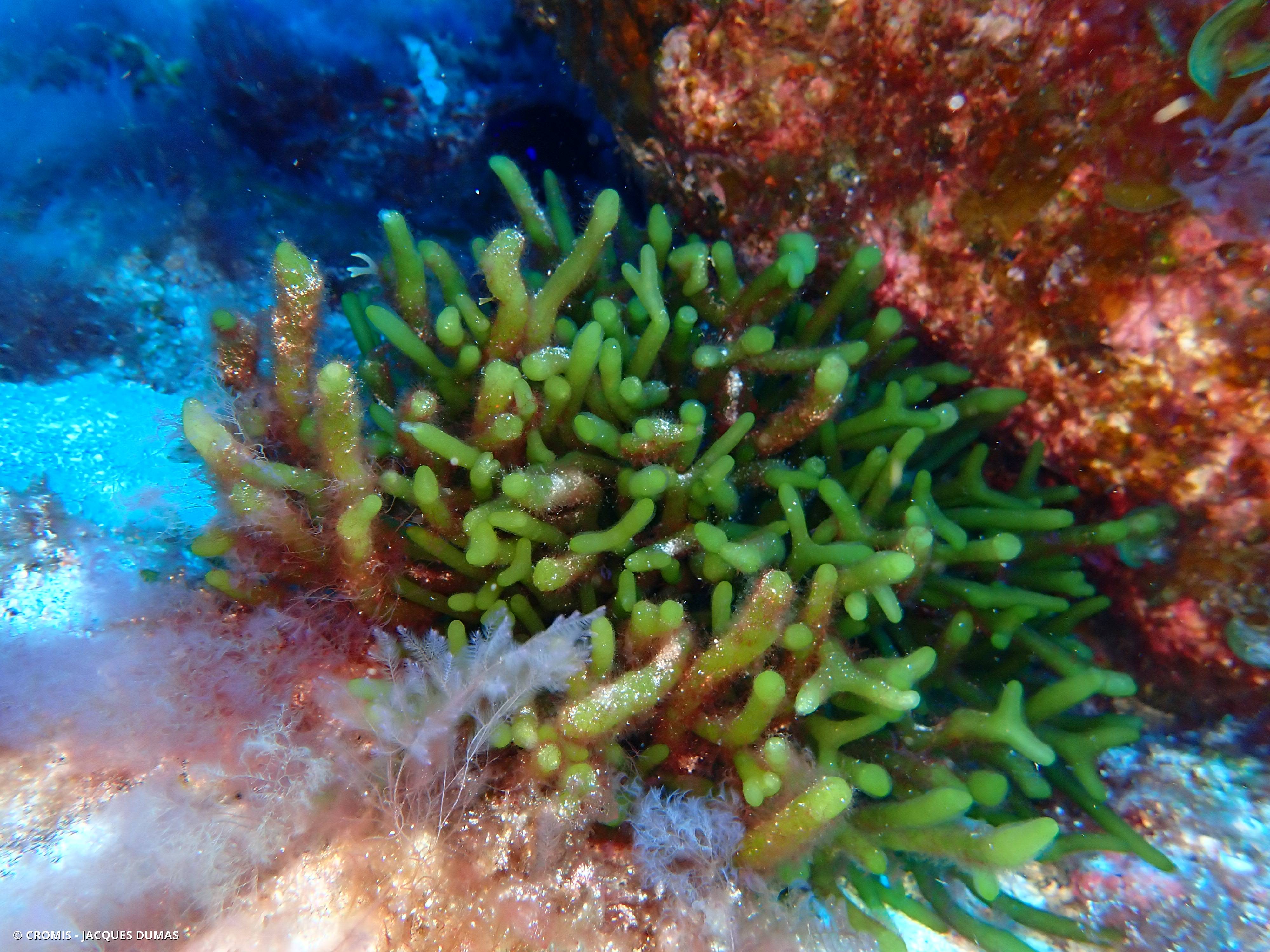 Codium fragile
