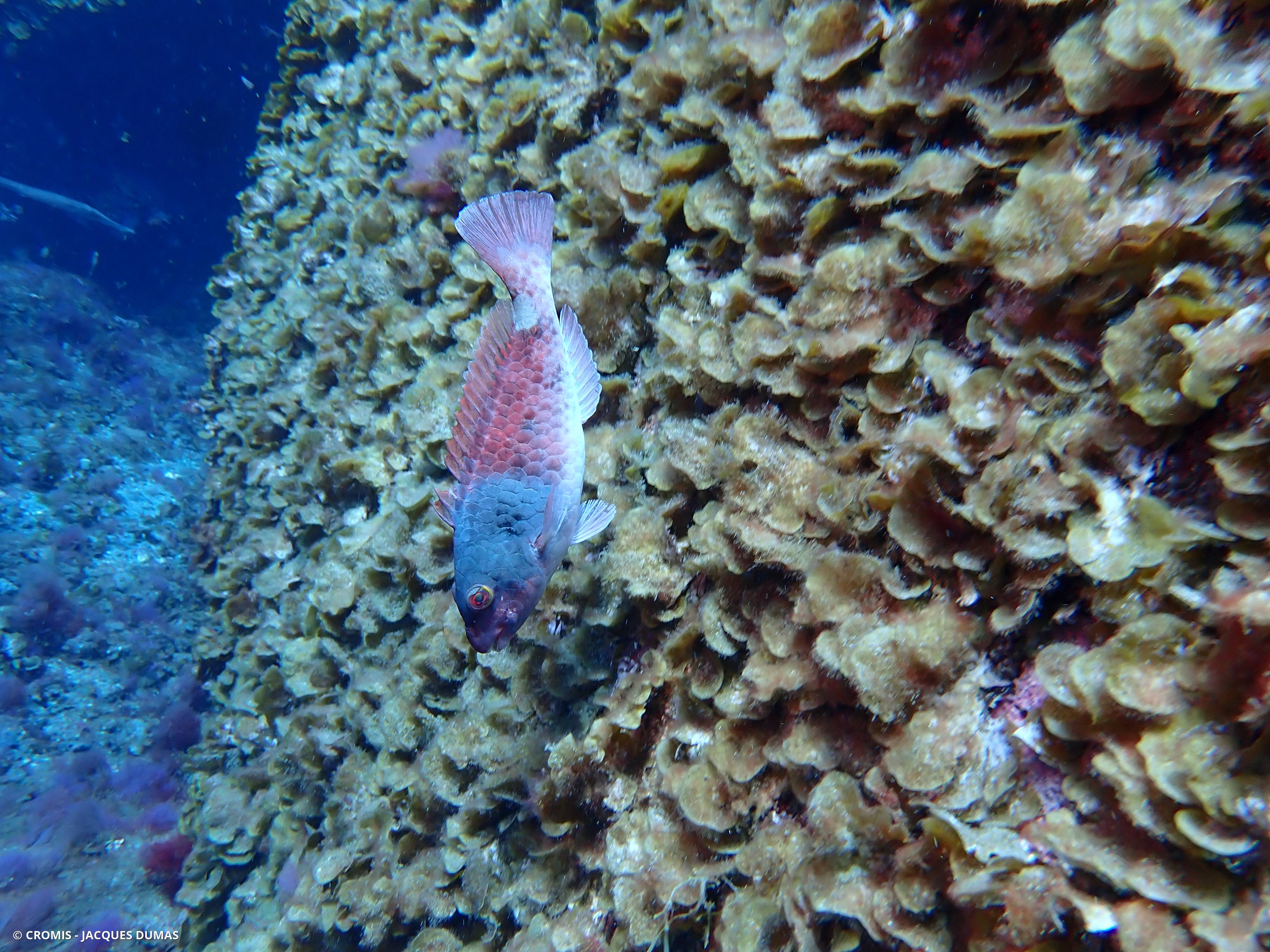 Poisson-perroquet méditerranéen