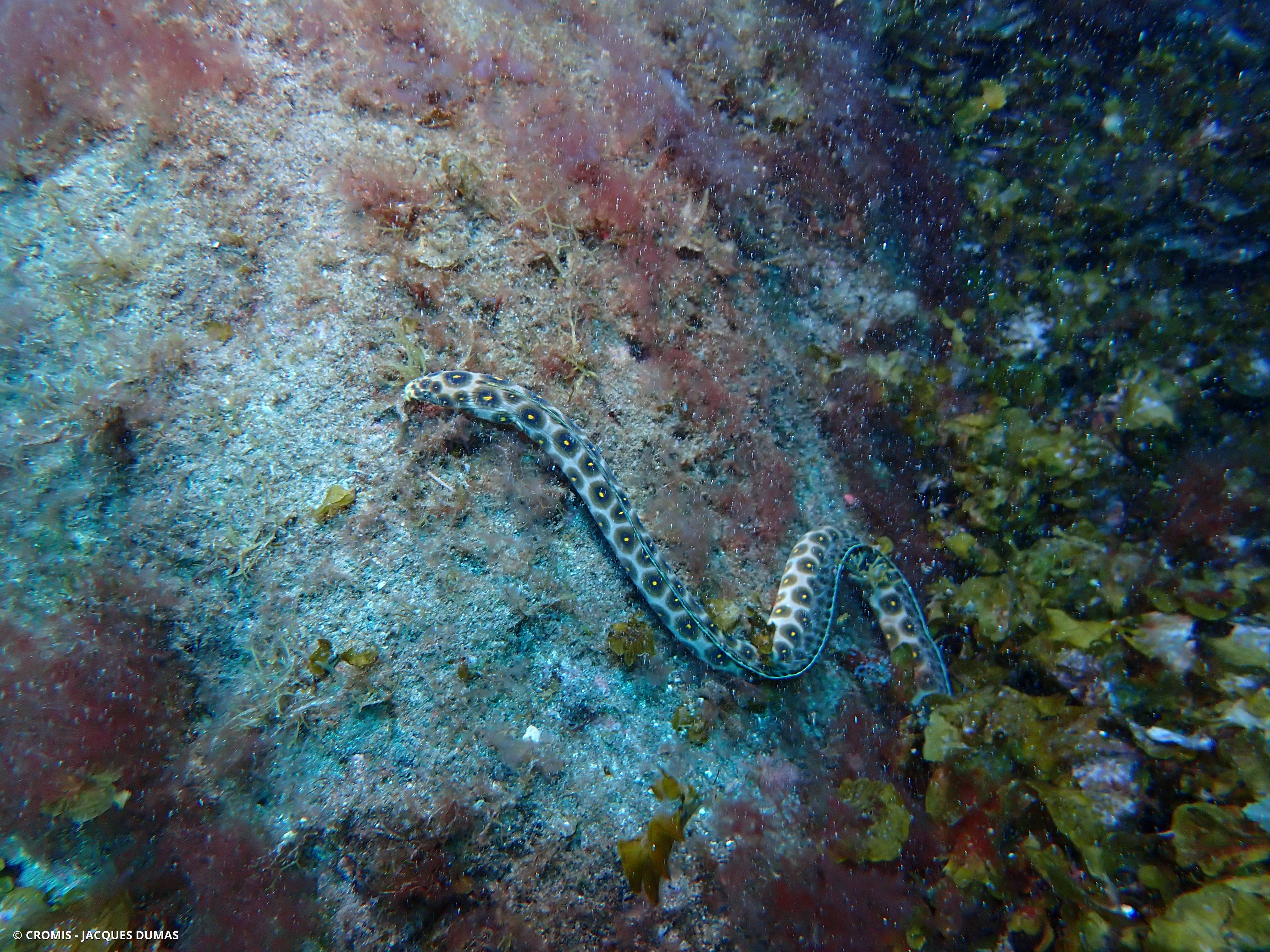 Serpentine léopard