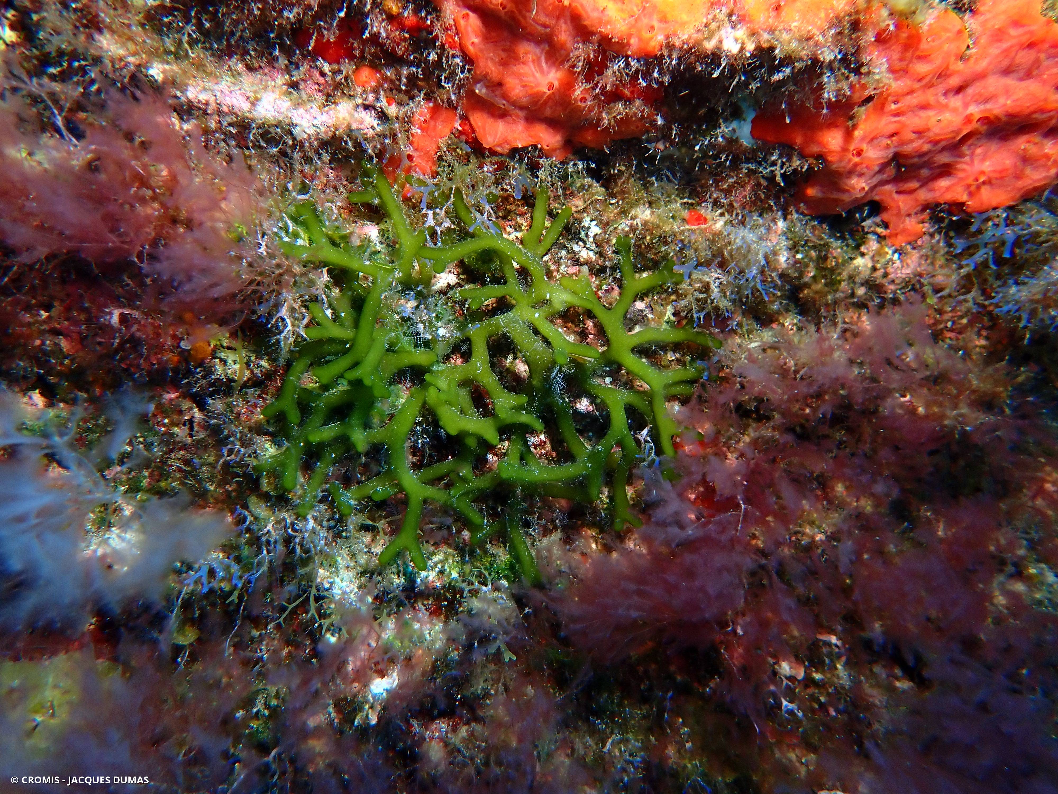Codium fragile