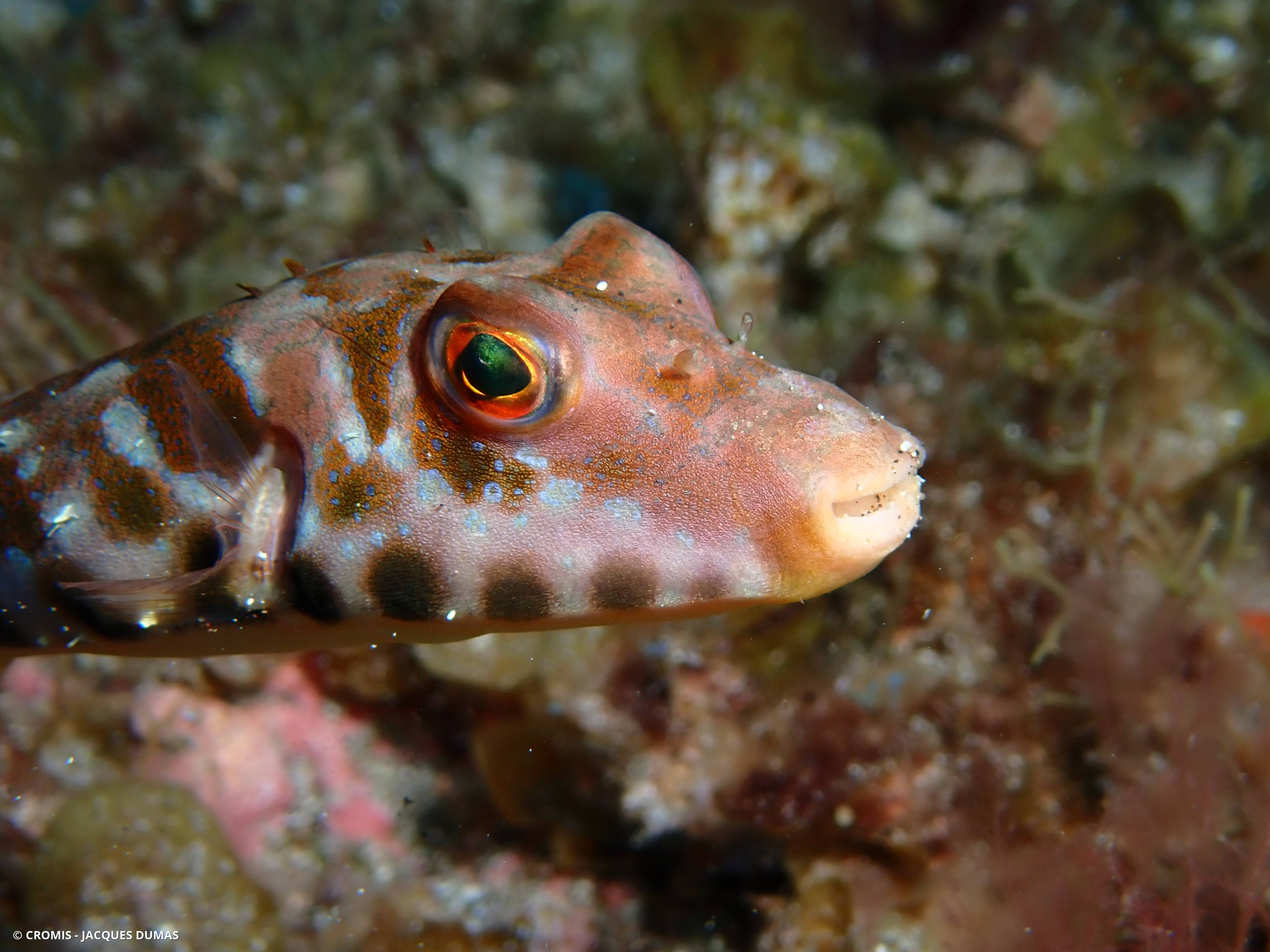 Poisson-globe guinéen