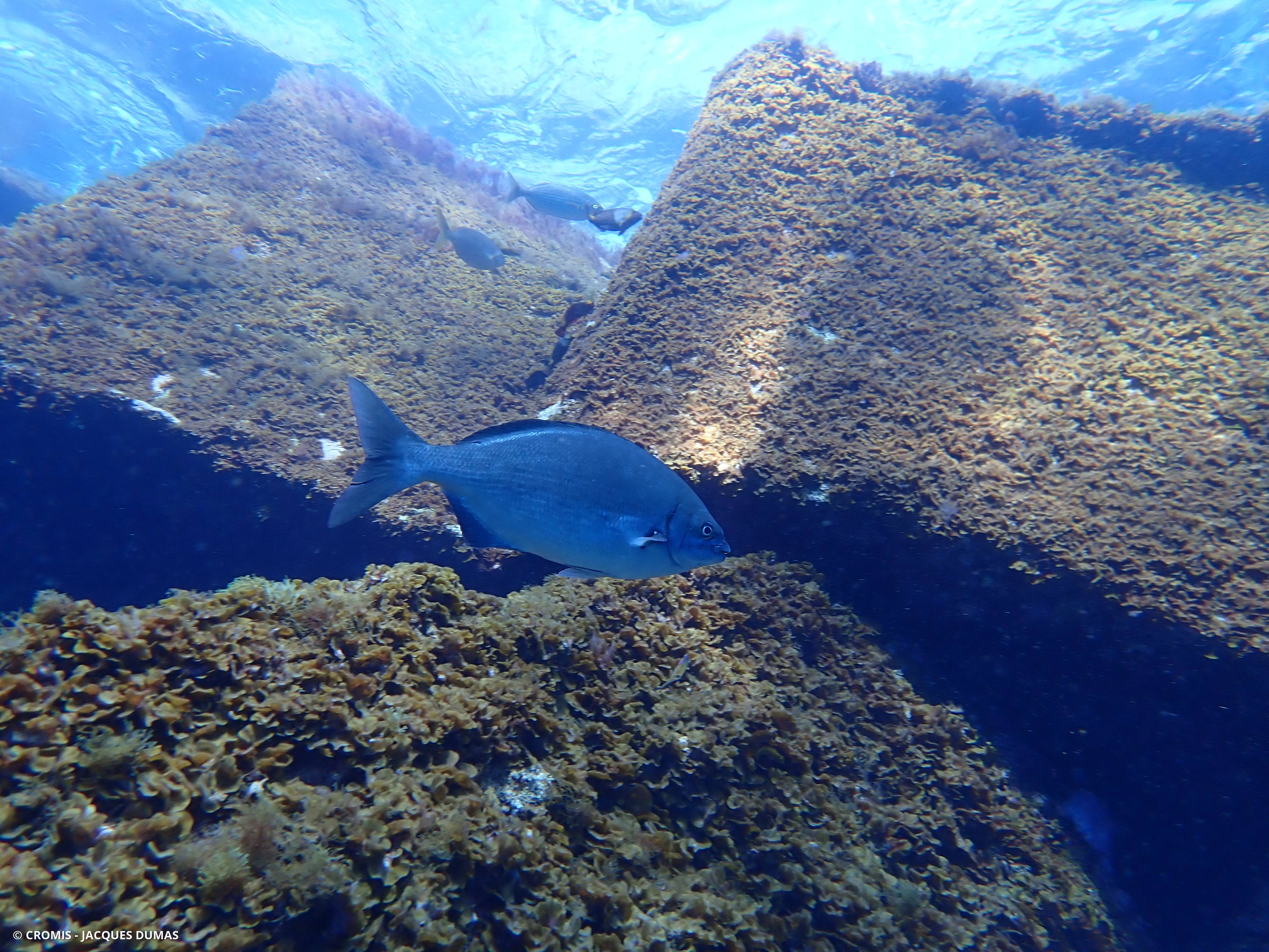 Calicagère blanche