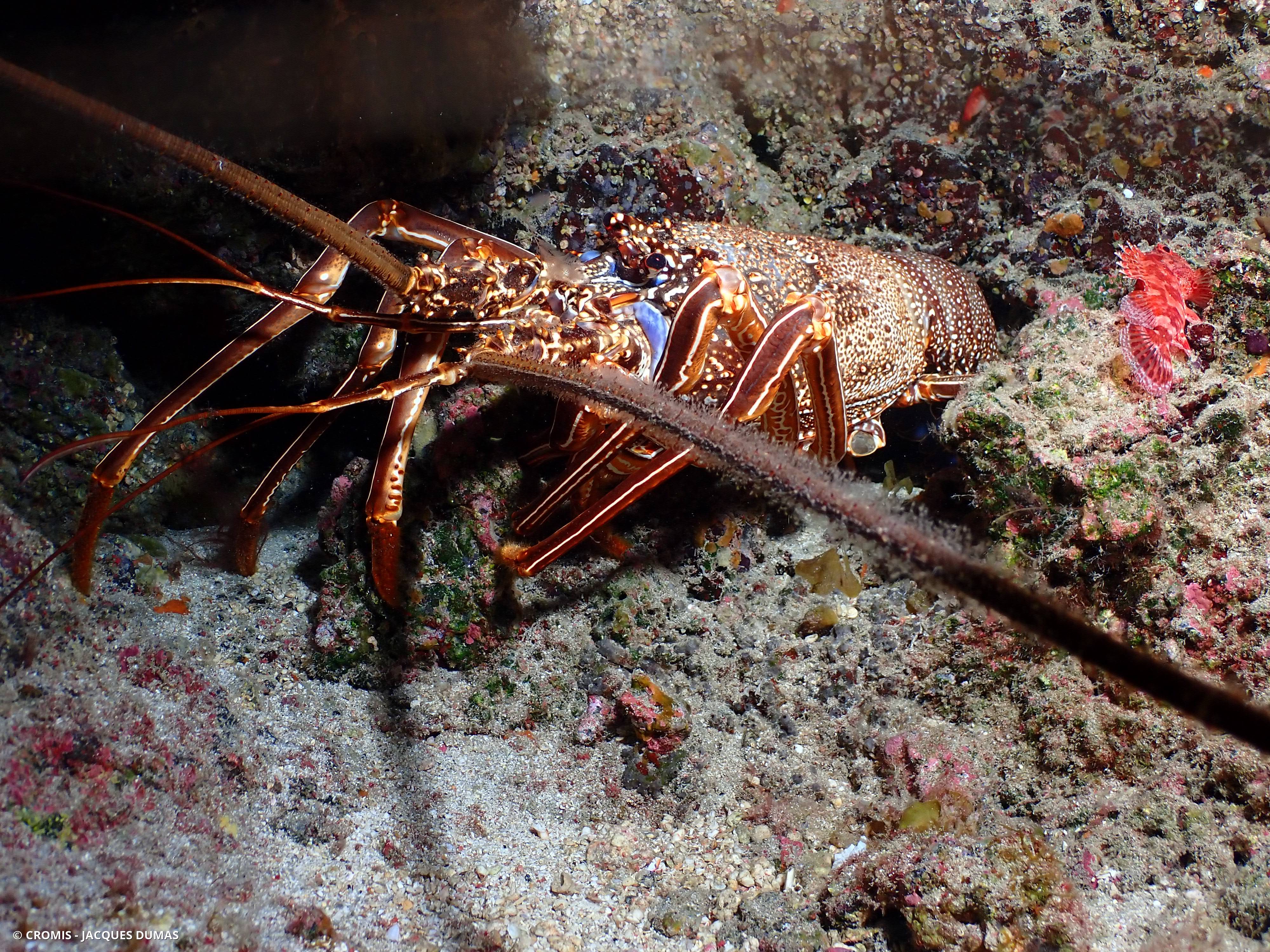 Langouste marron