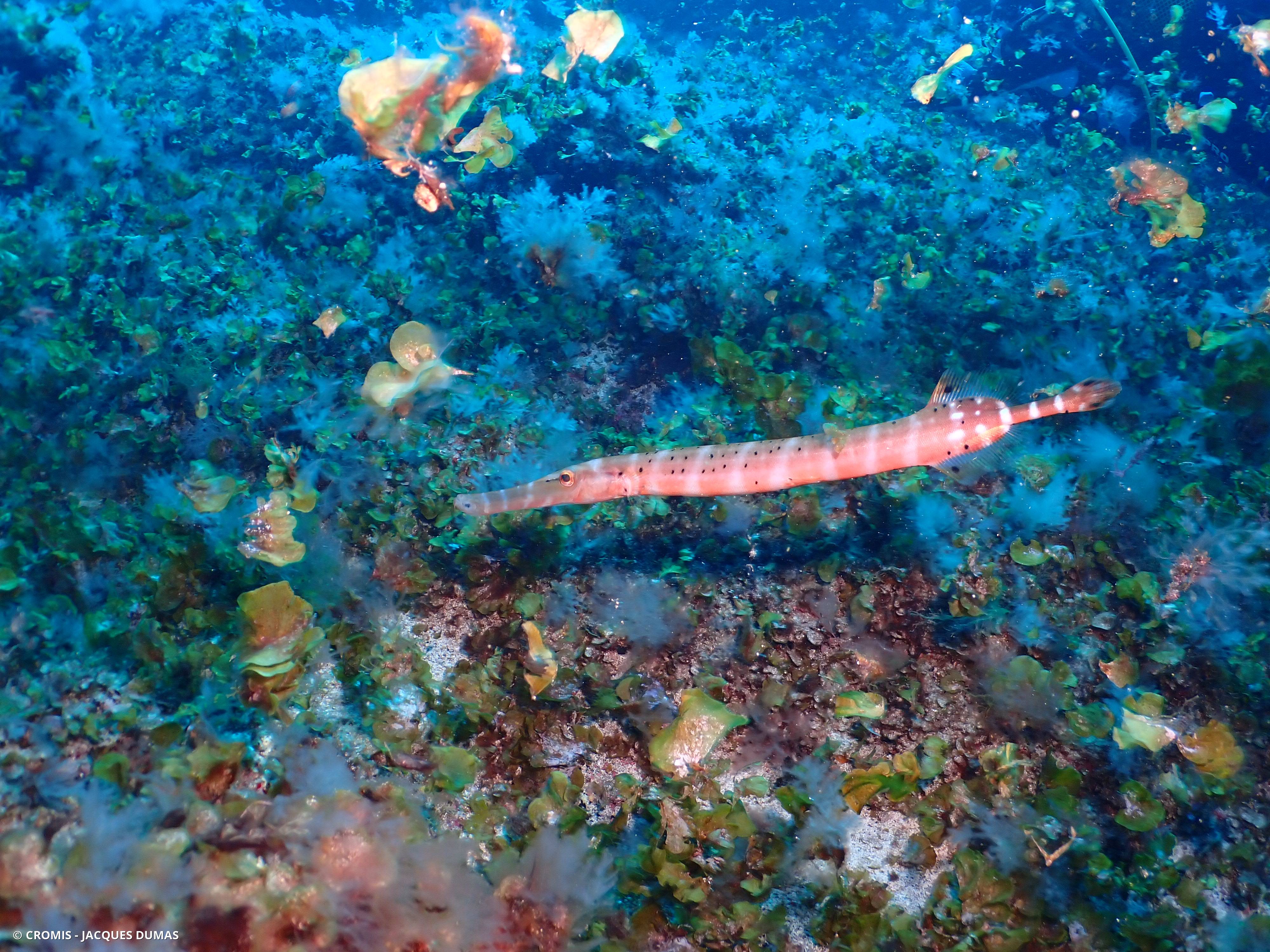 Poisson-trompette atlantique