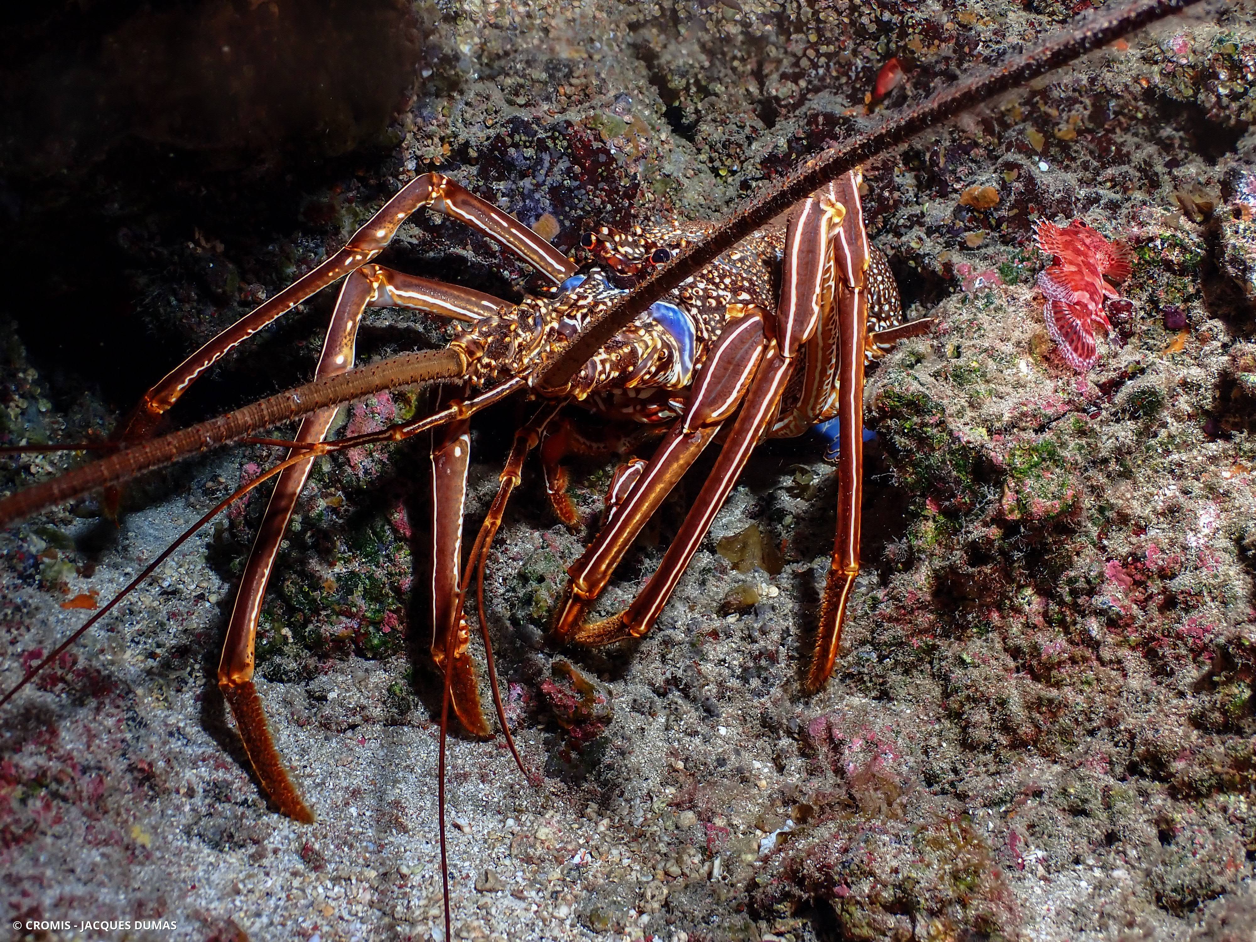 Langouste marron