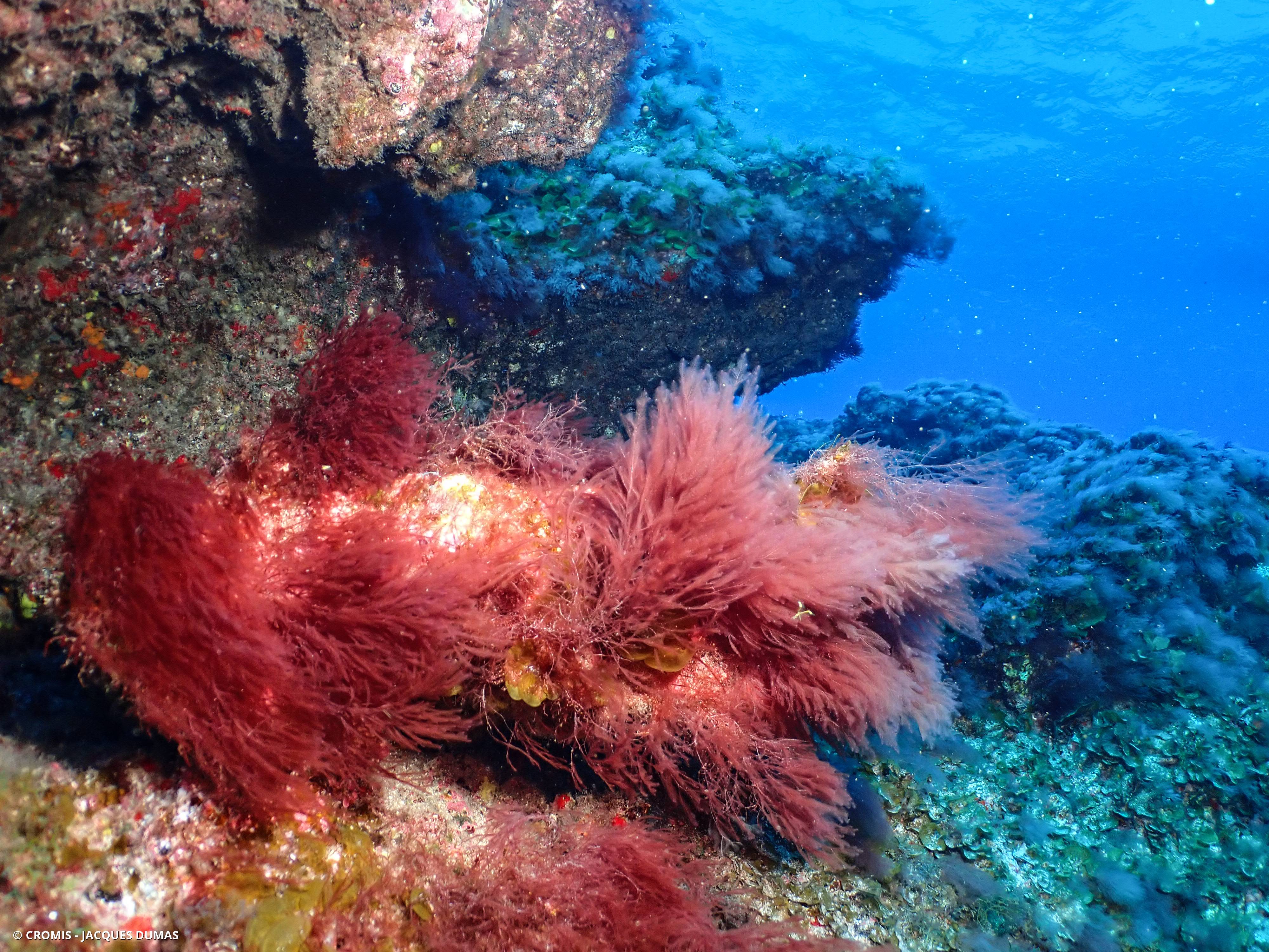 Algue chevelue rouge