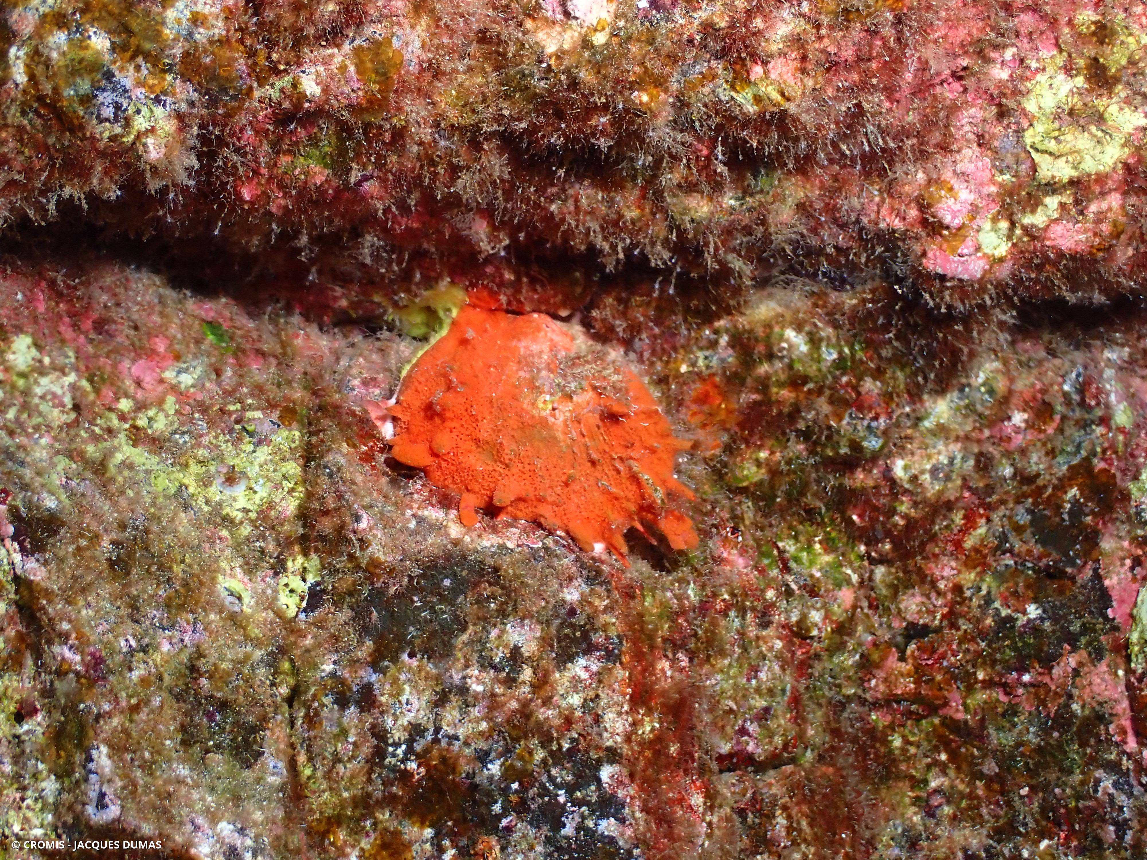 Spondyle du Sénégal