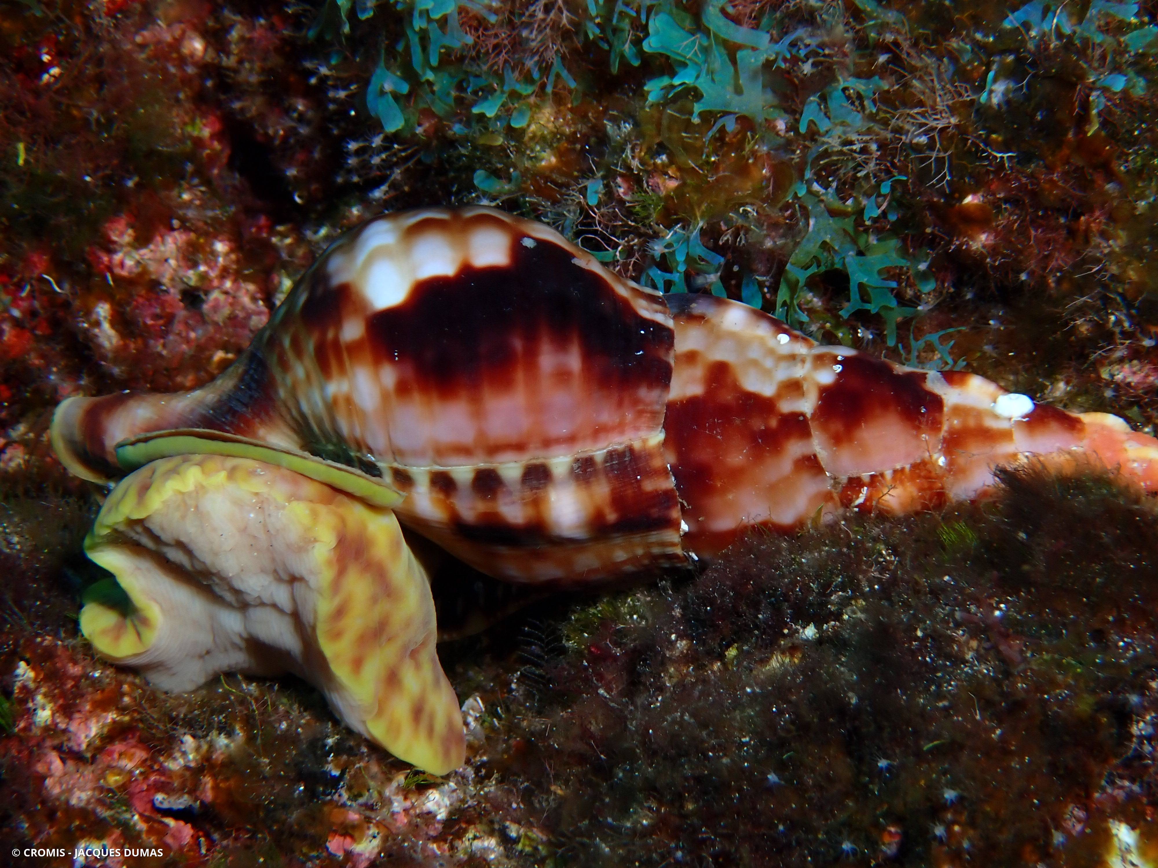 Triton dentelé