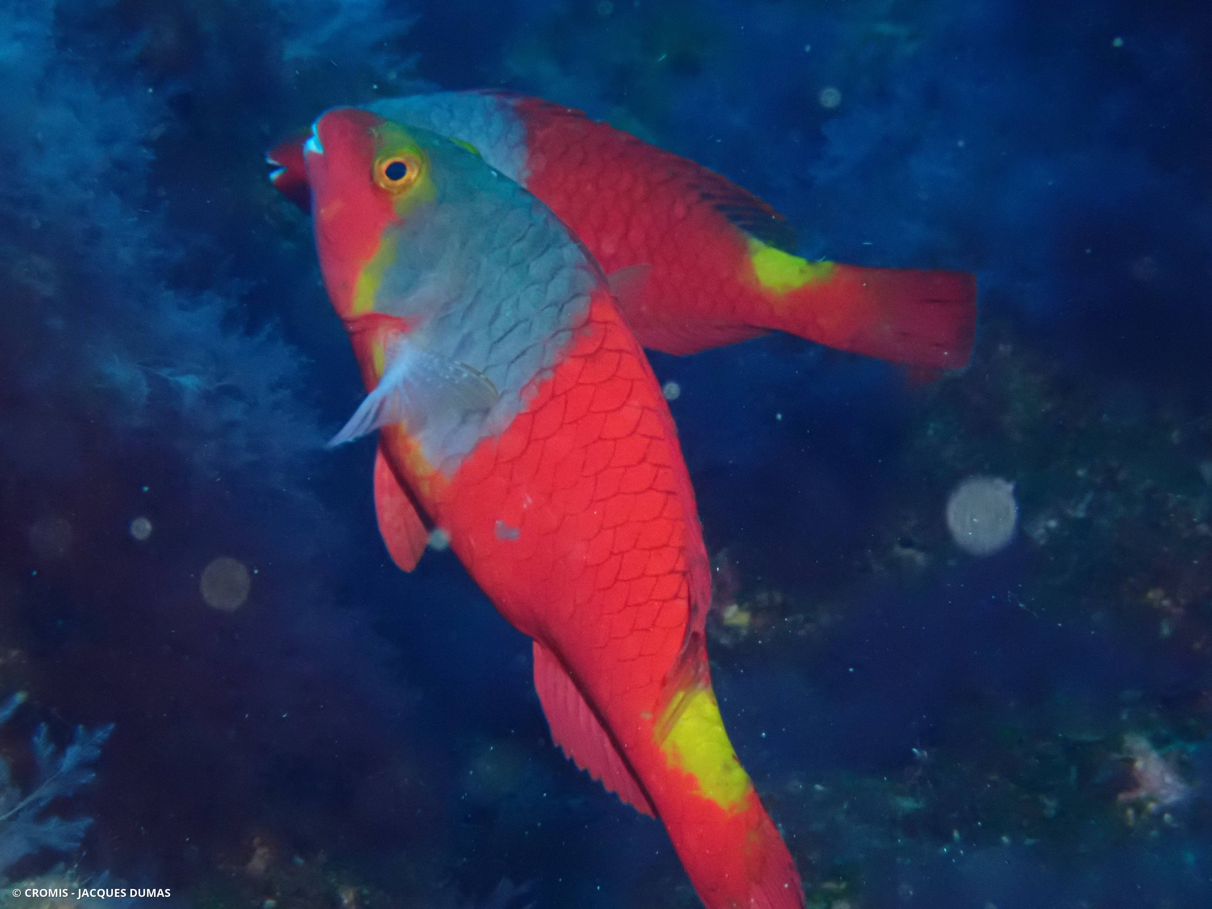 Poisson-perroquet méditerranéen