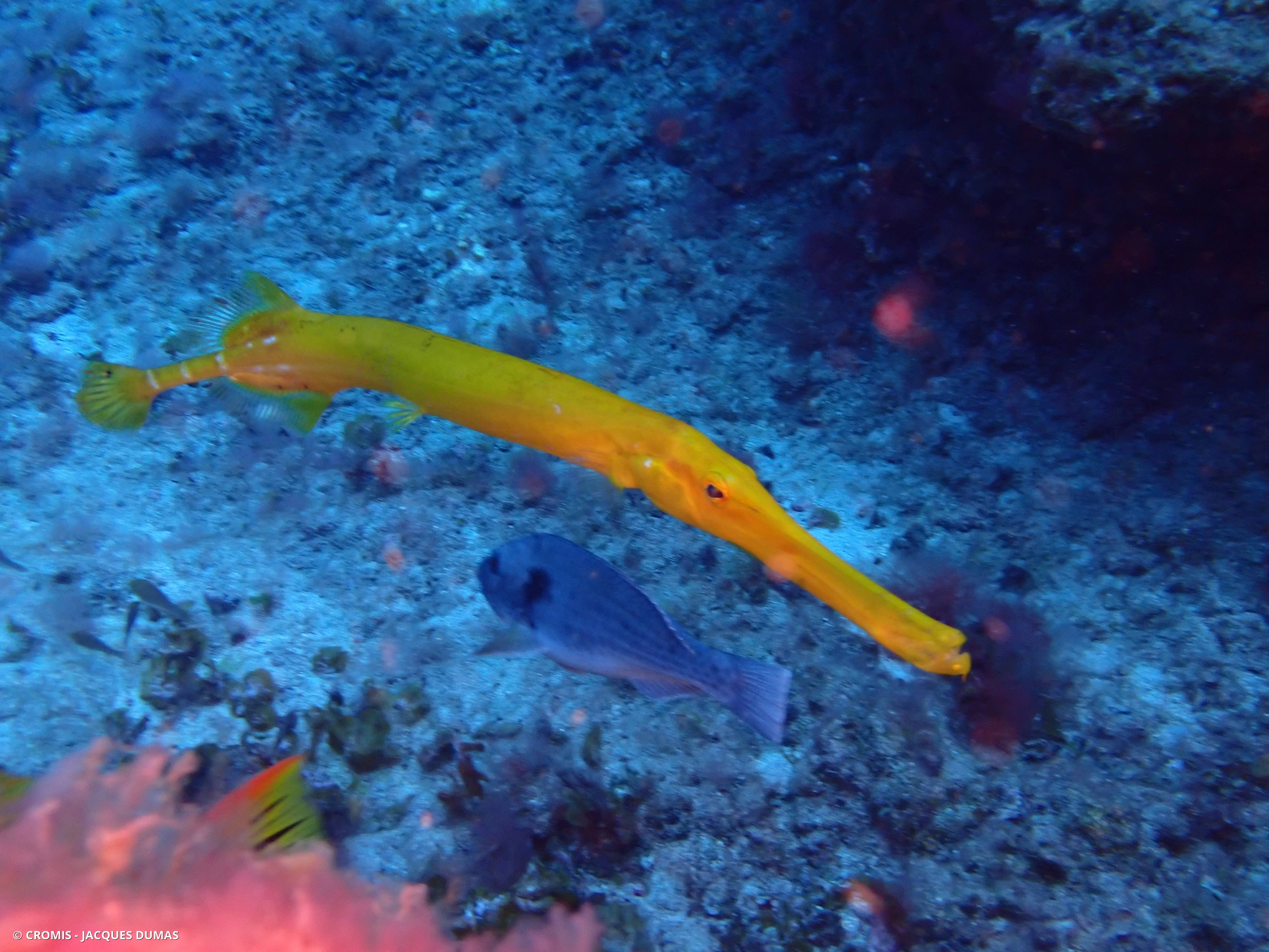 Poisson-trompette atlantique