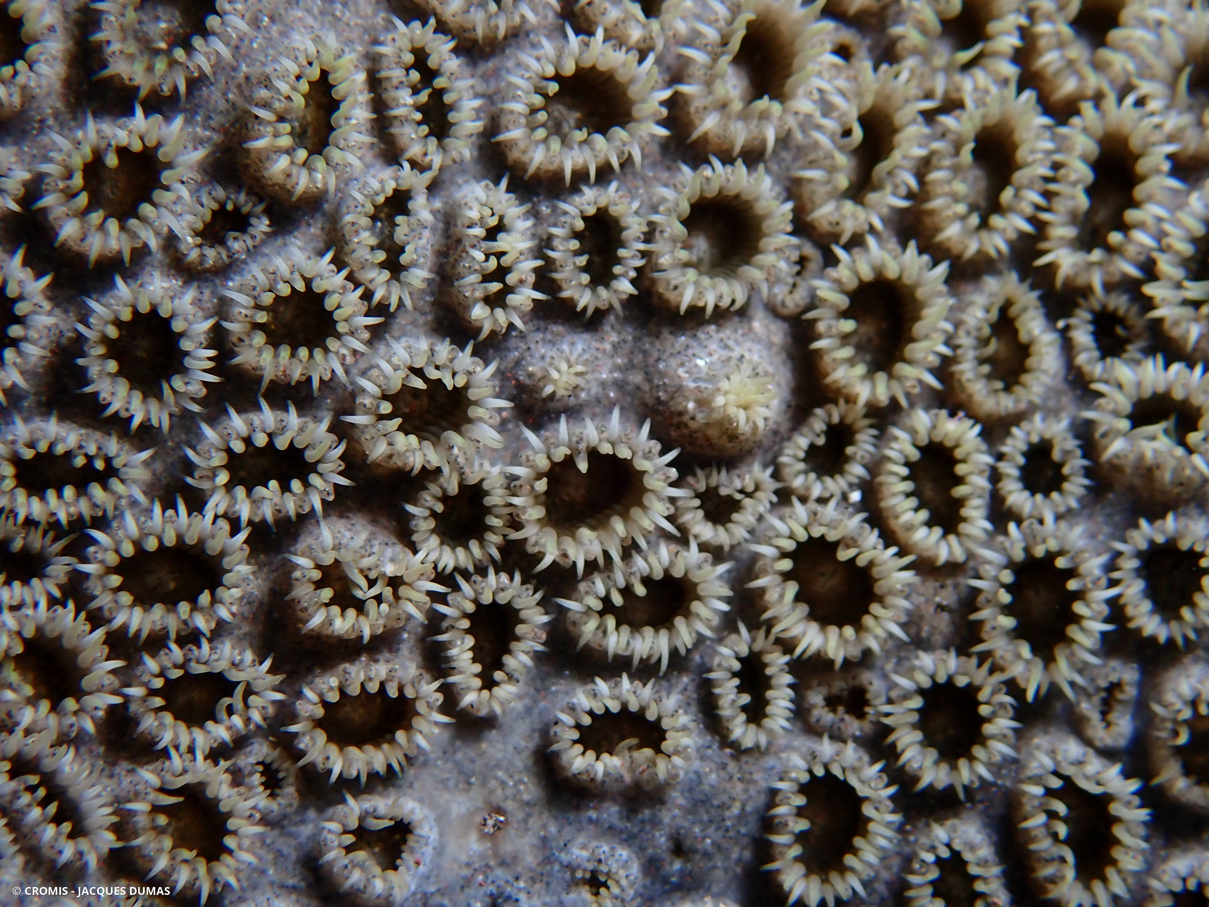 Zoanthaire soleil