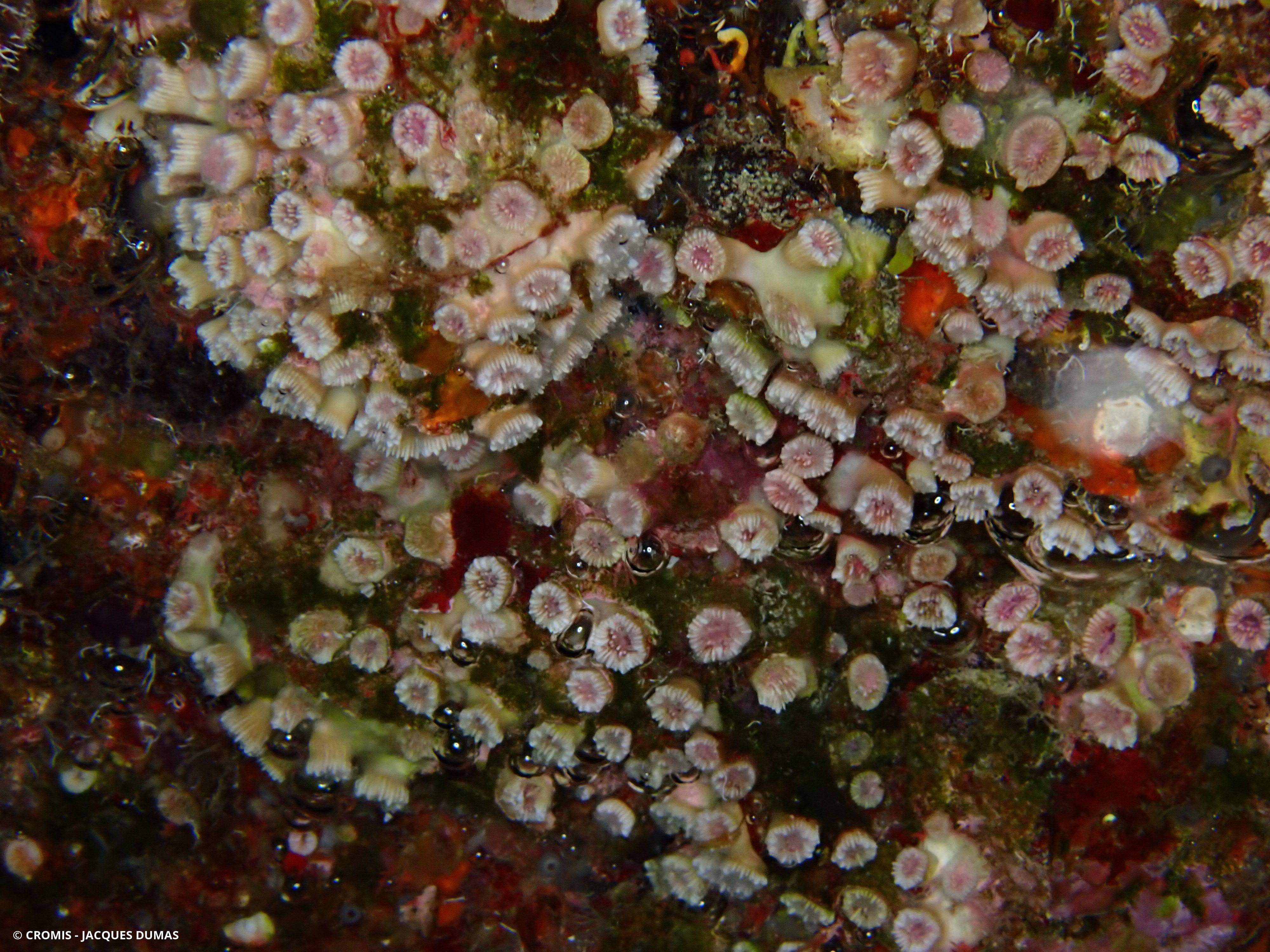 Corail nain