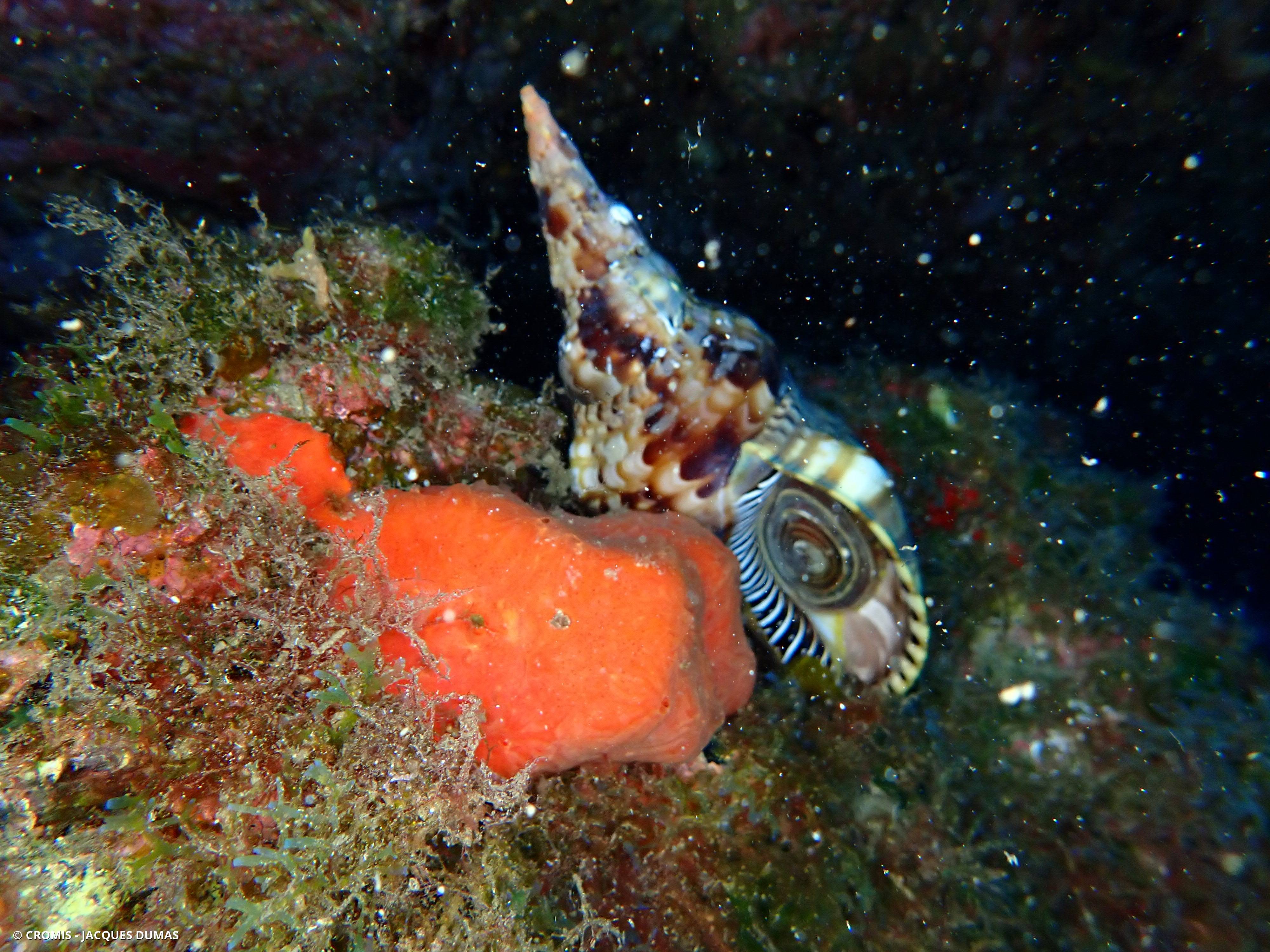 Triton dentelé