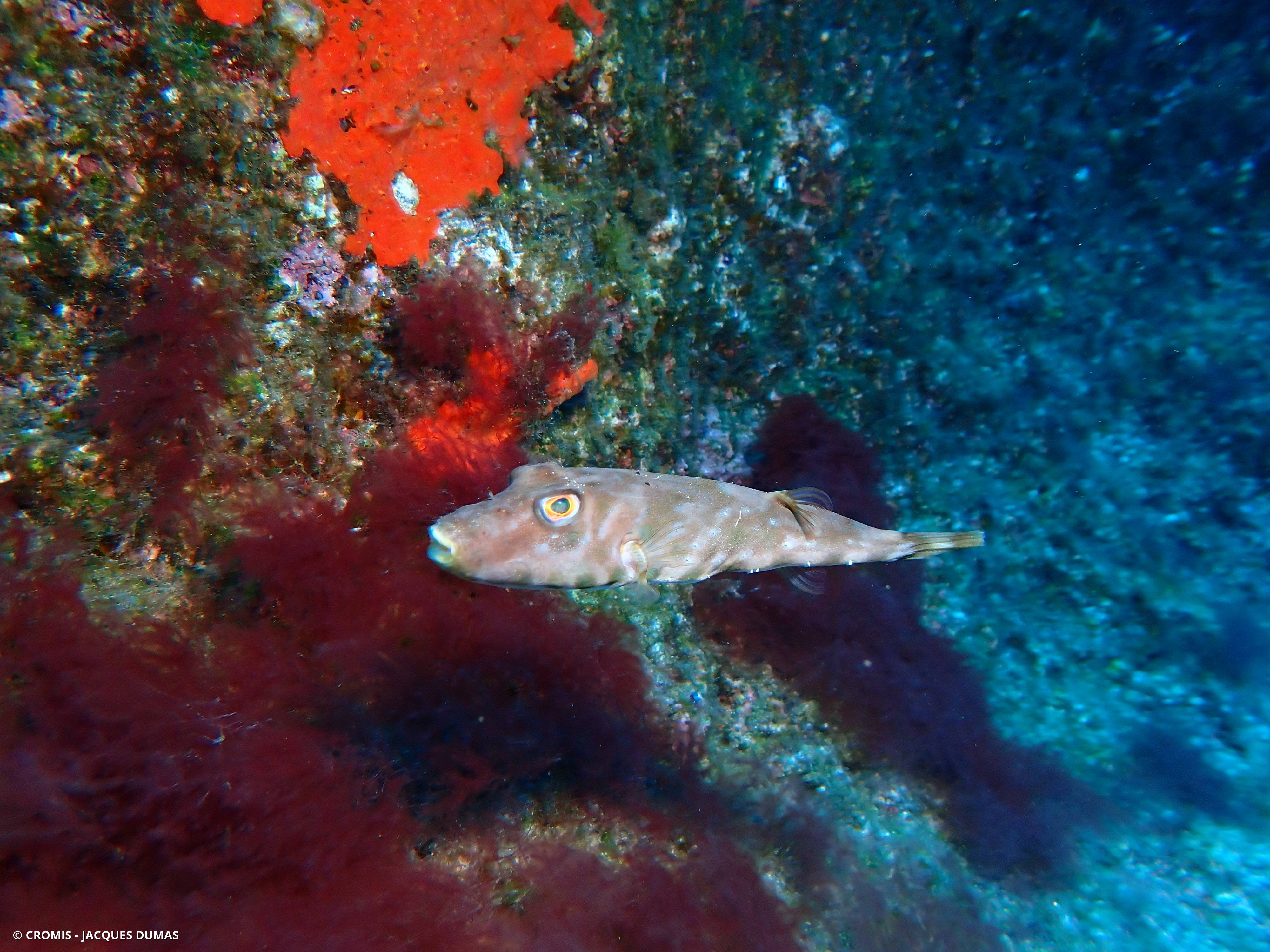 Poisson-globe guinéen
