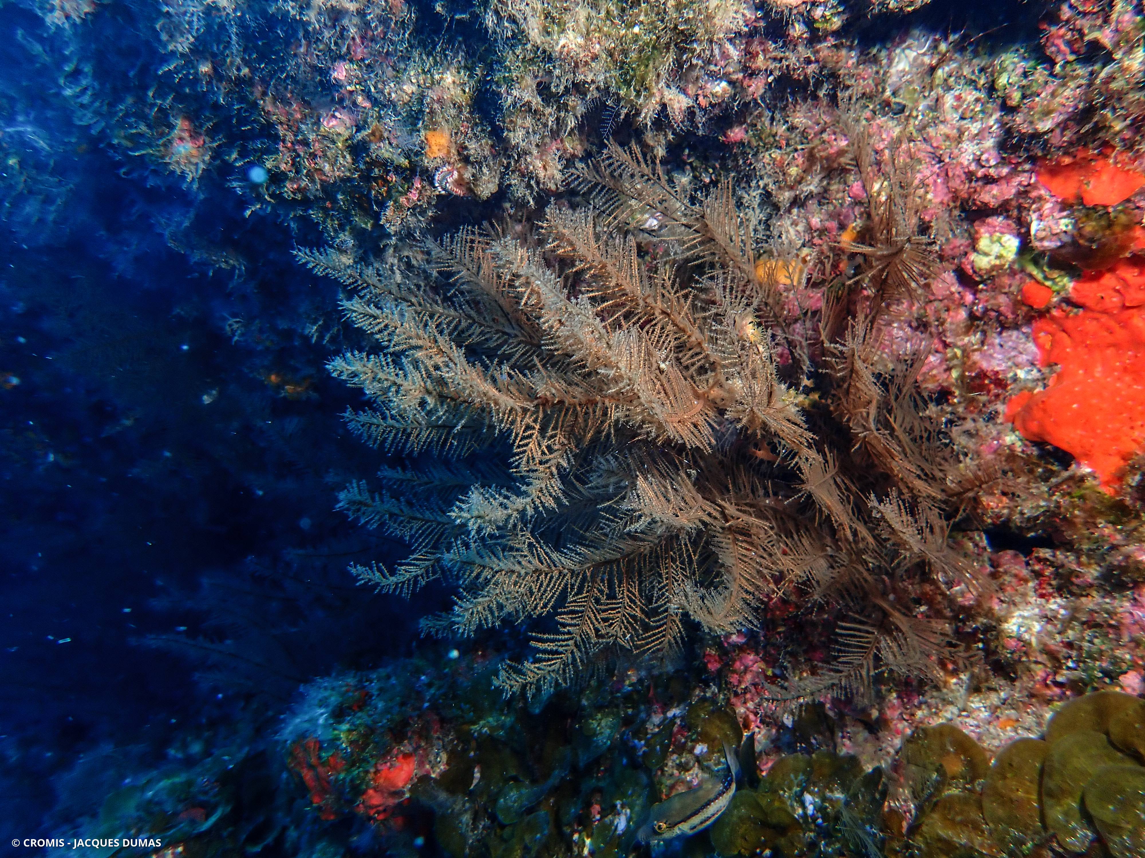 Corail noir canarien
