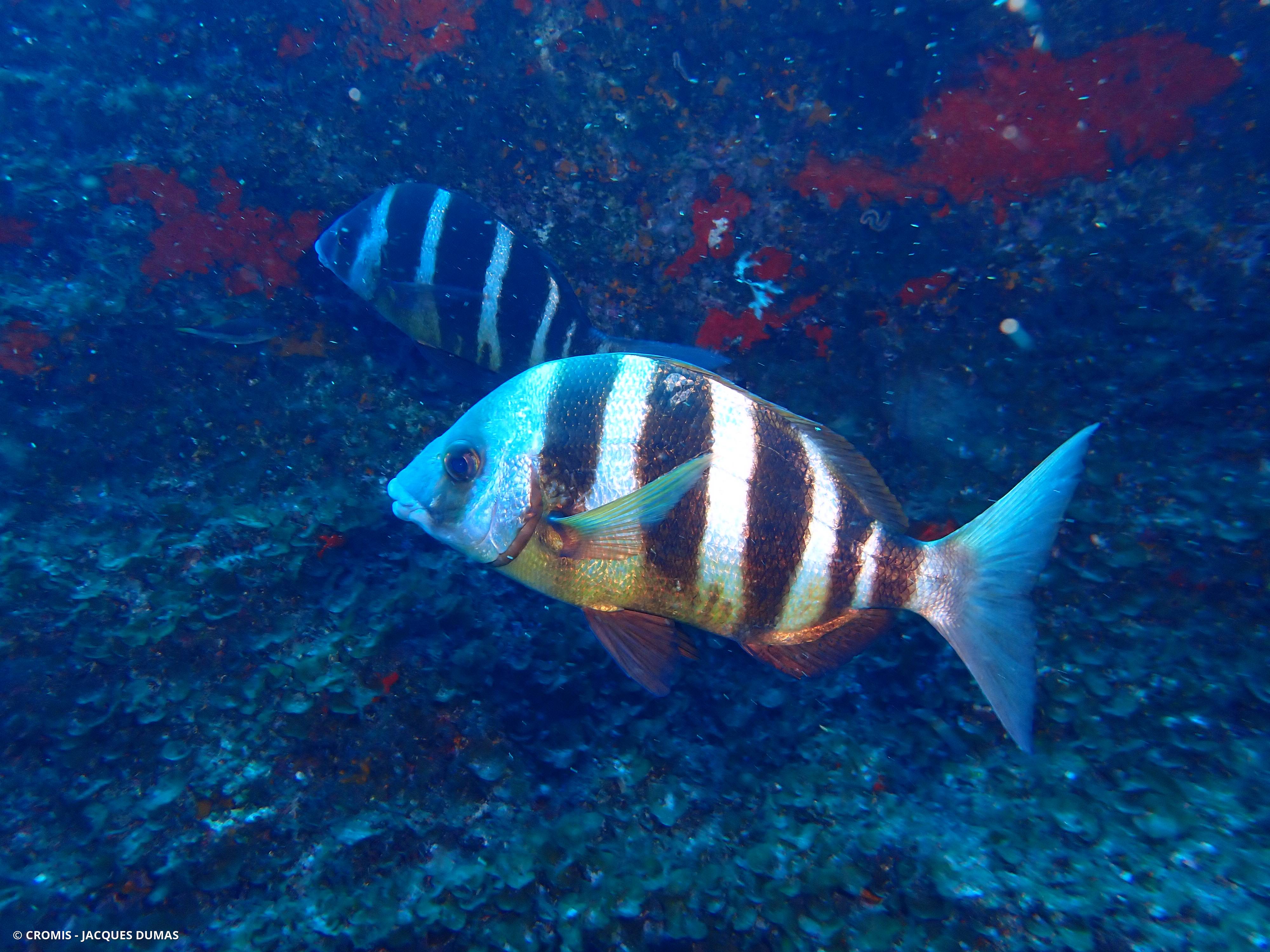 Sar tambour