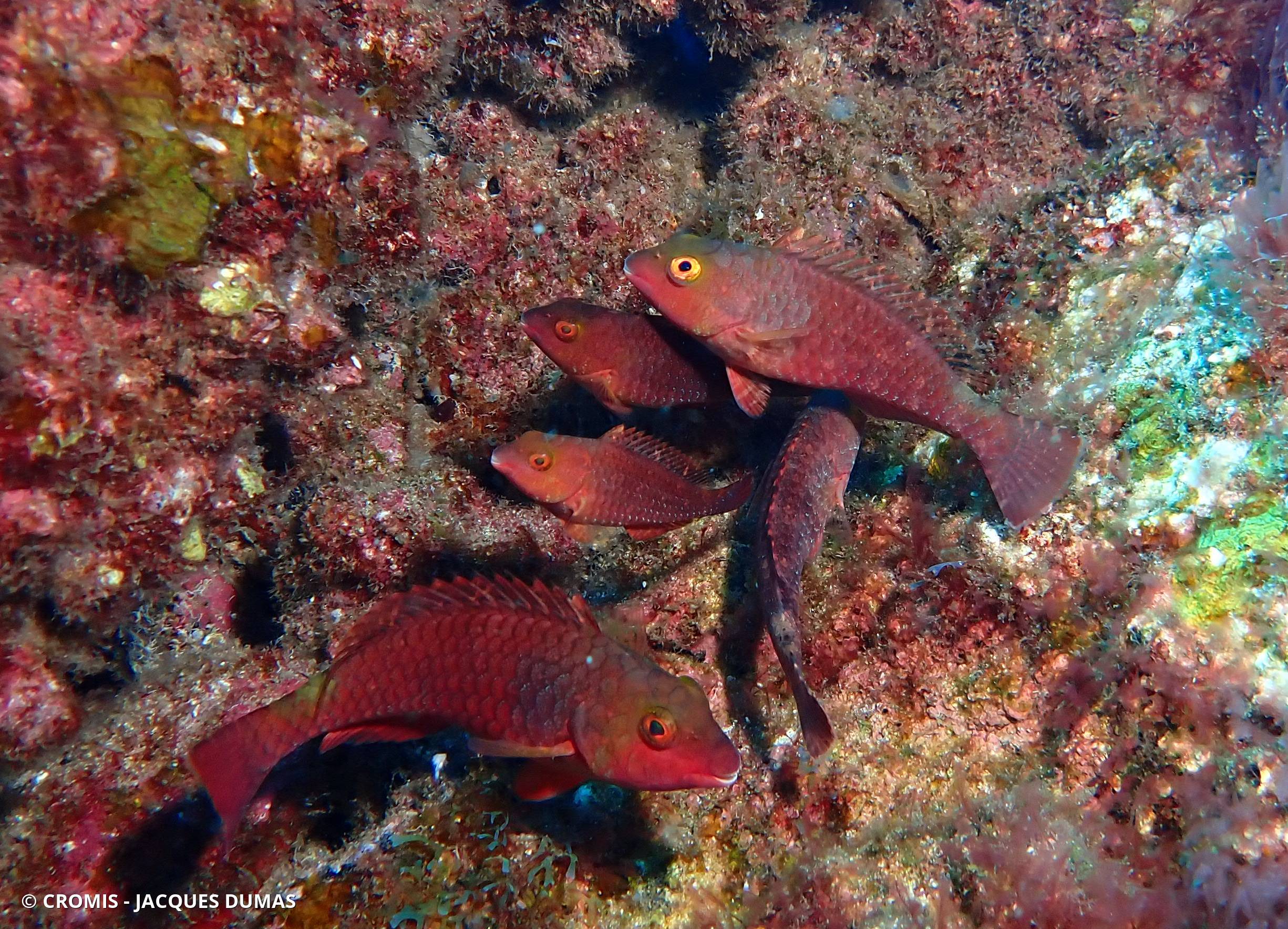 Poisson-perroquet méditerranéen